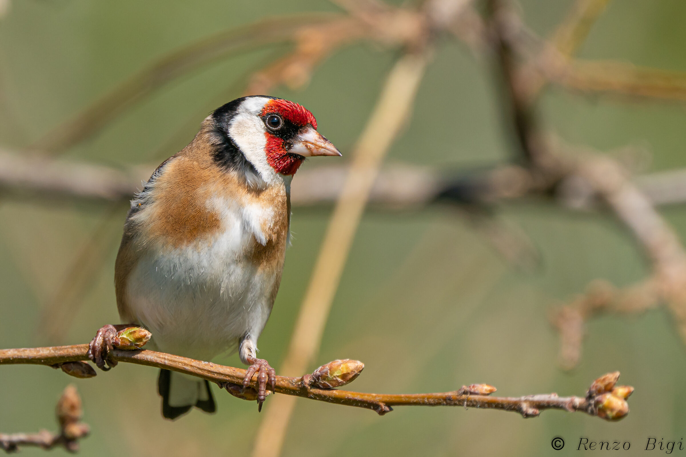 Goldfinch