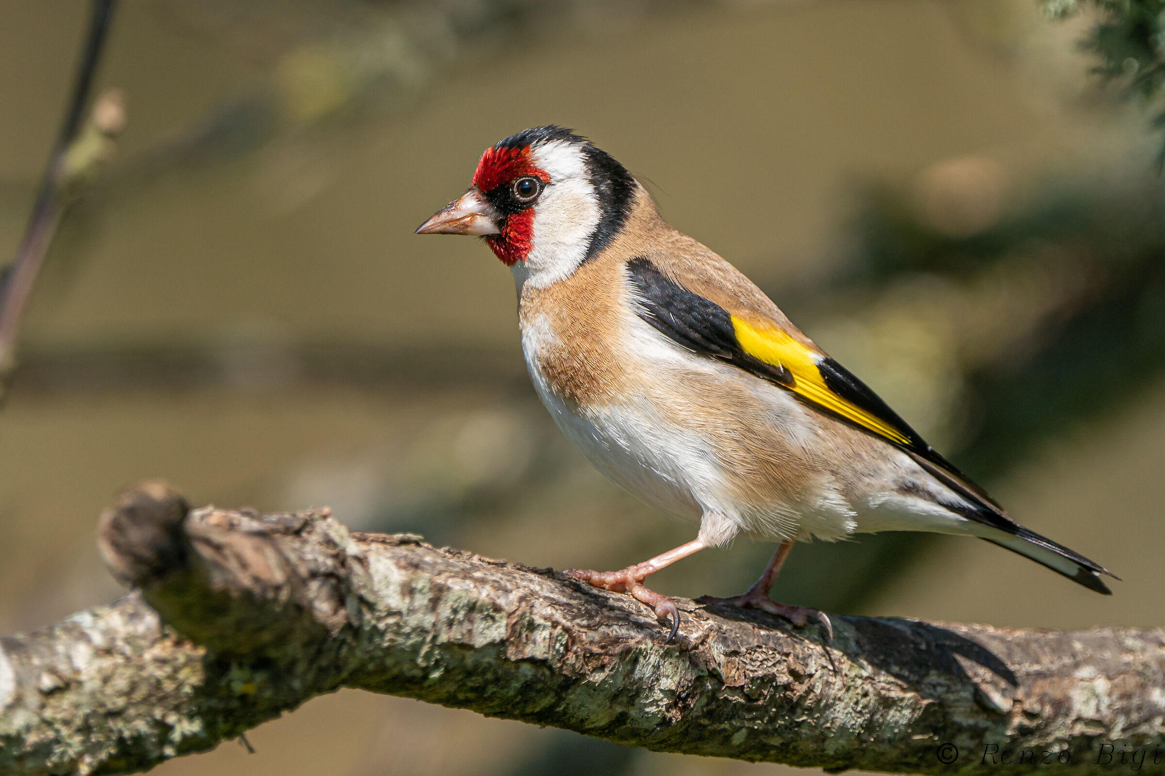 Goldfinch