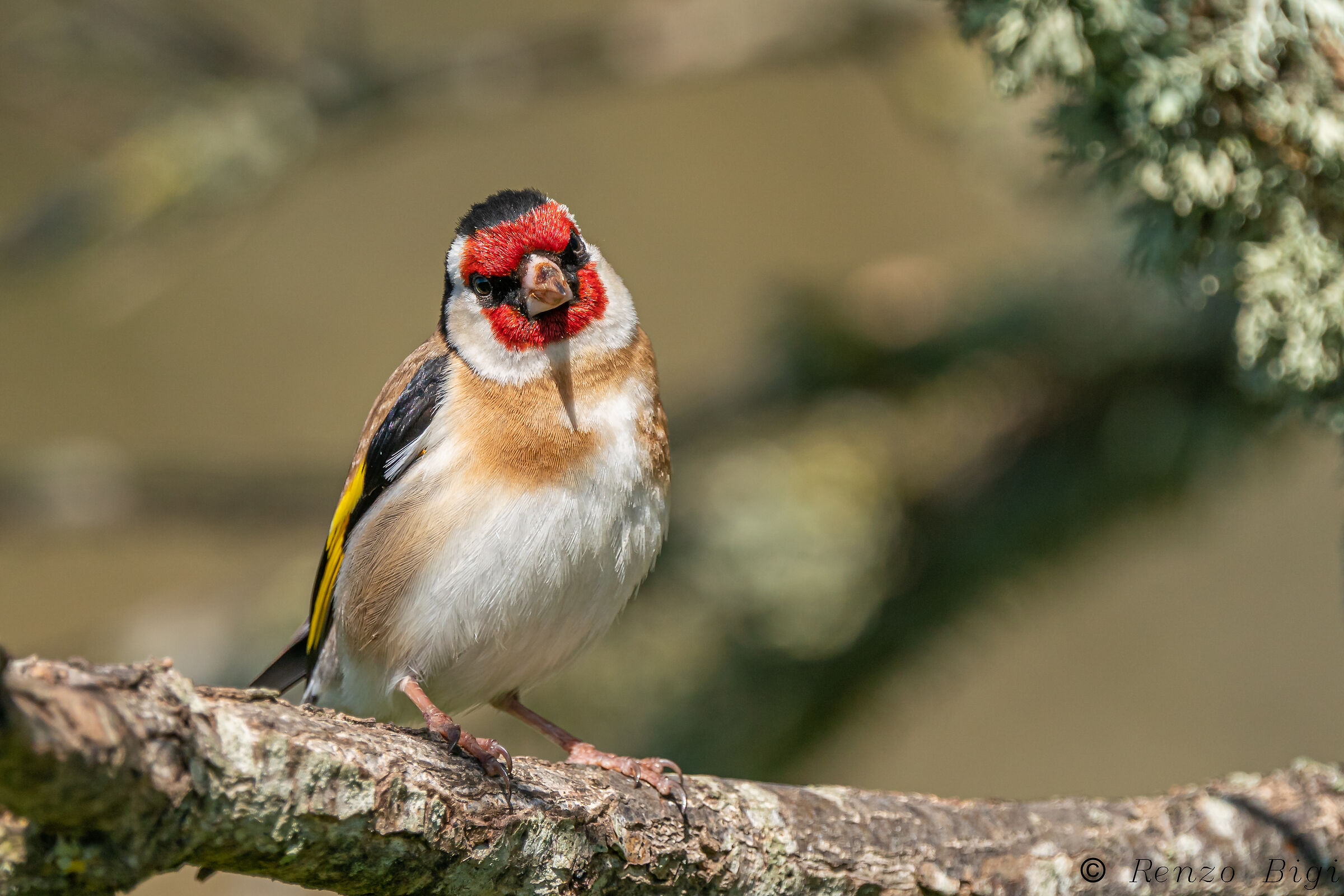 Goldfinch