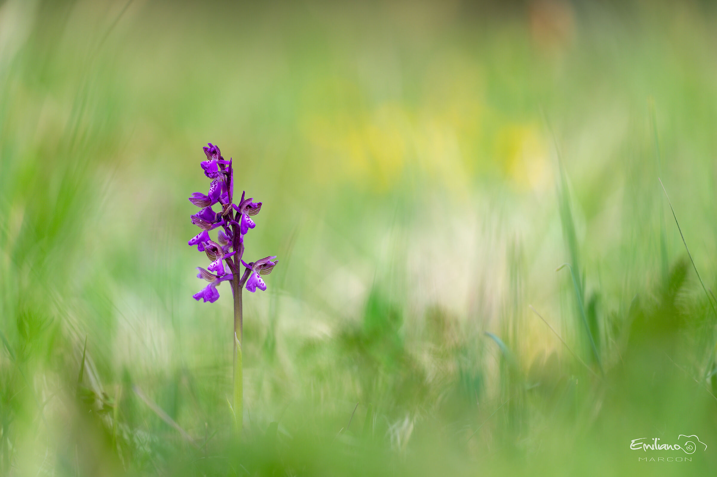 Wild orchid
