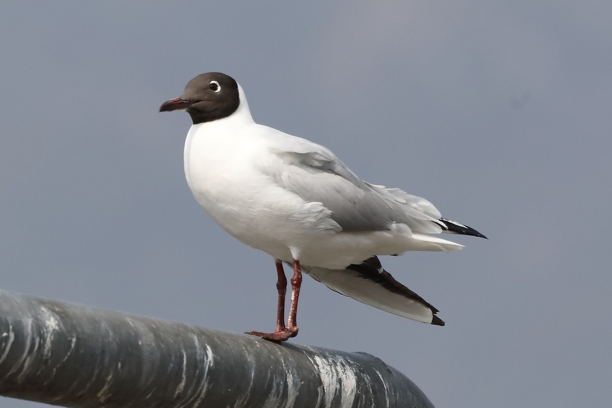 terrestrial gull 06-04-2022