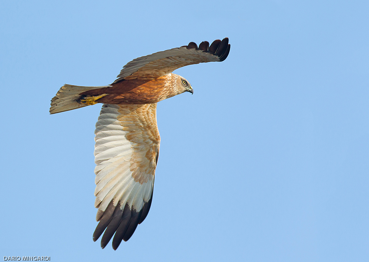 Falco di palude maschio passaggio all'alba