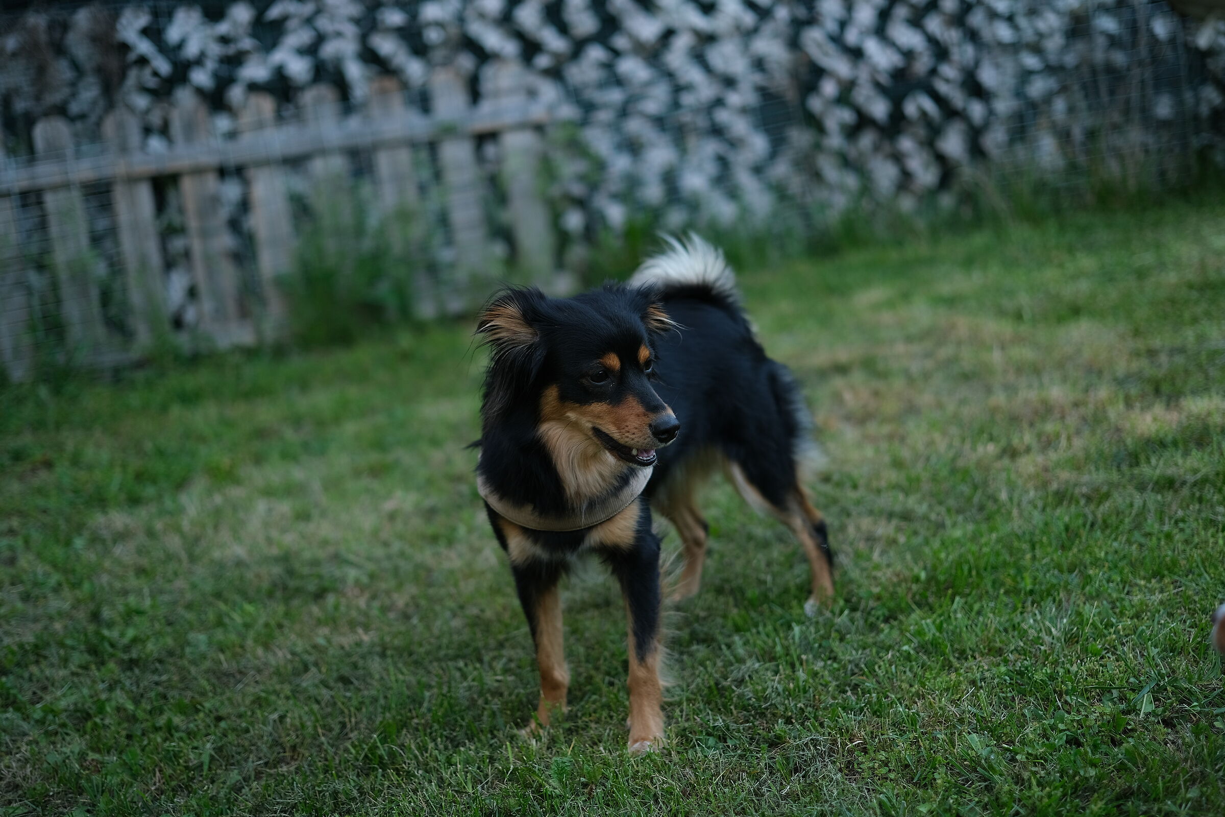 Nikita