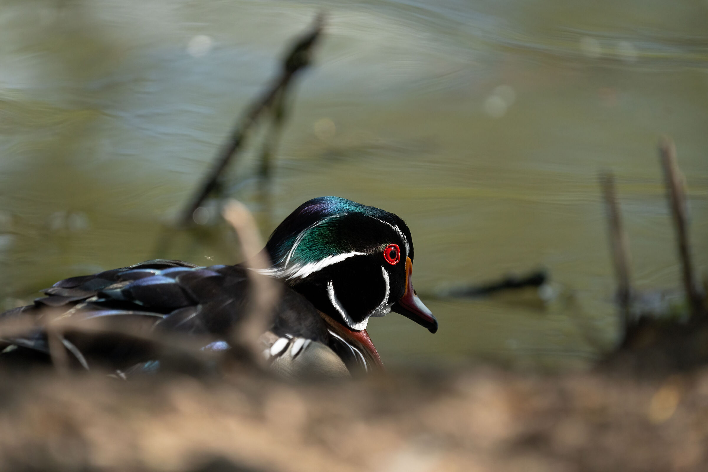 Wood Duck