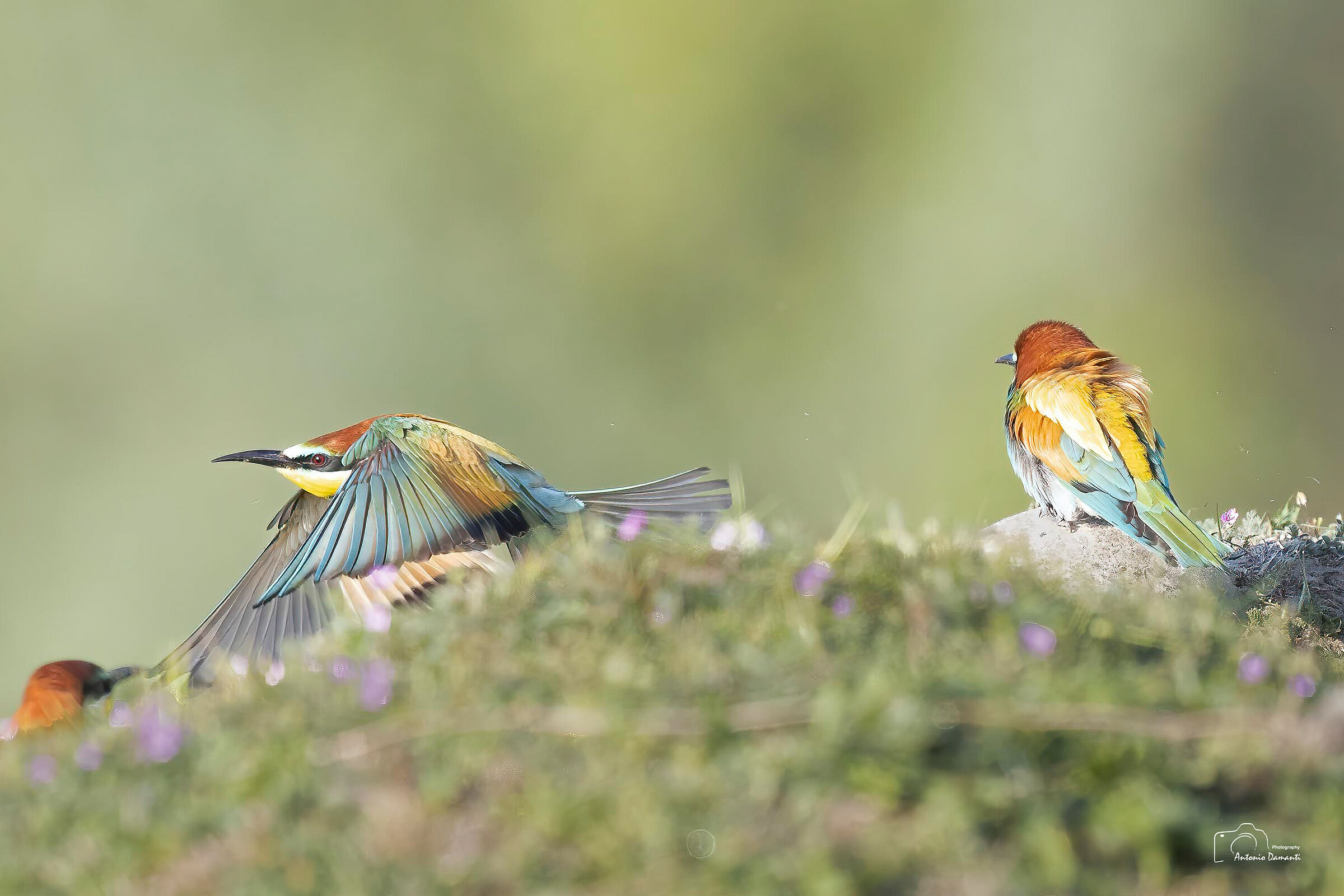 Bee-eaters