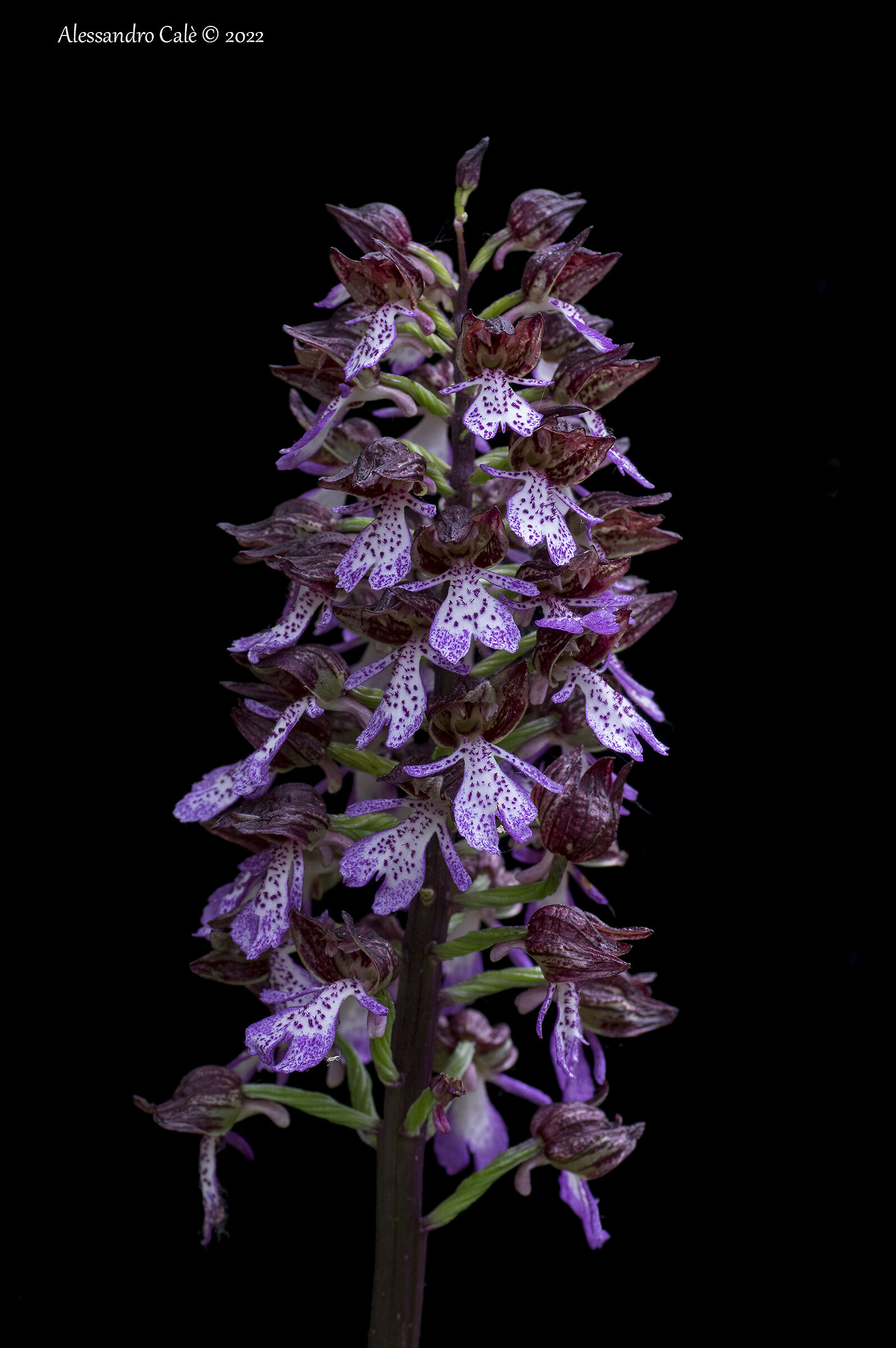 Orchis purpurea 0495