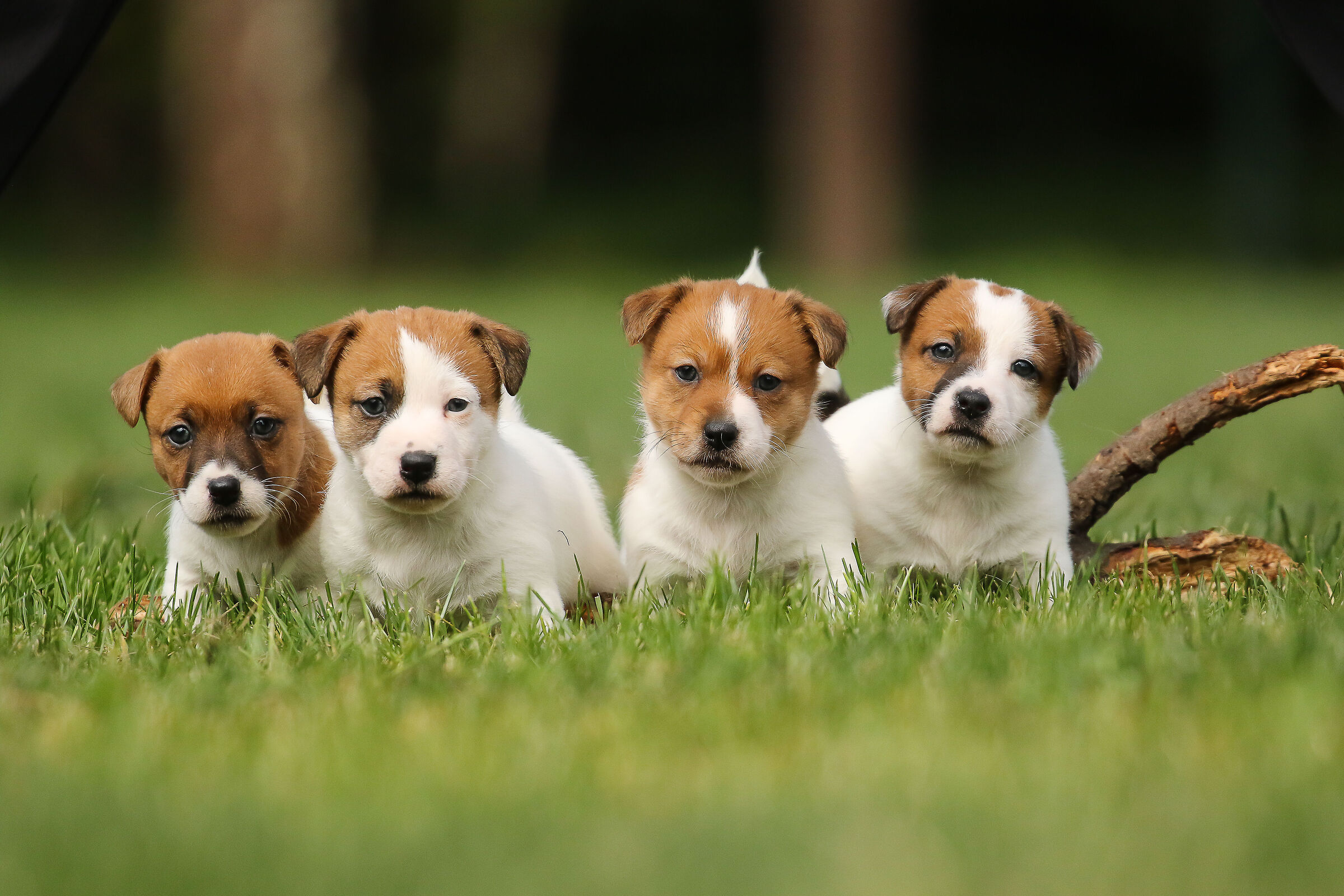 Jack Russel puppies