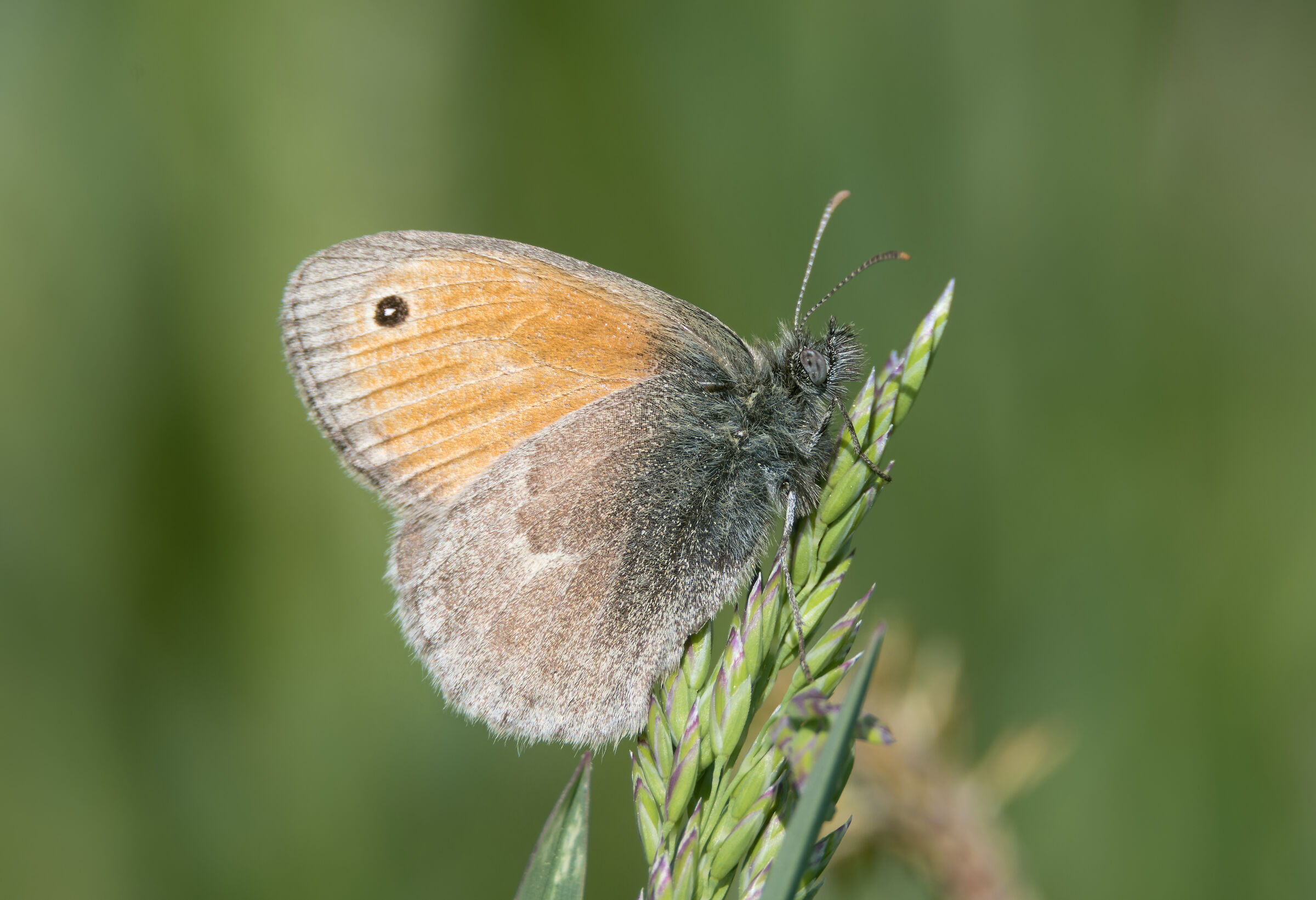 Coenonympha pamphilus
