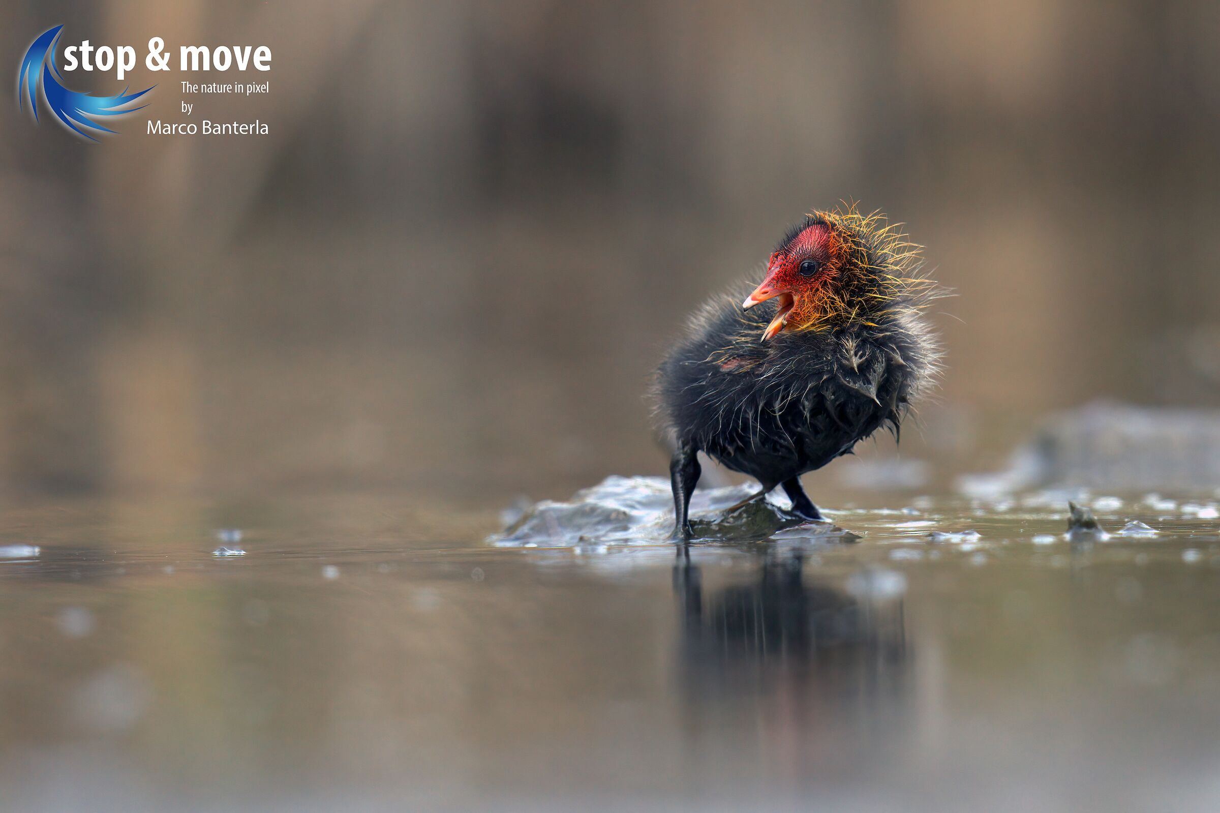Little Coot on Lake Garda