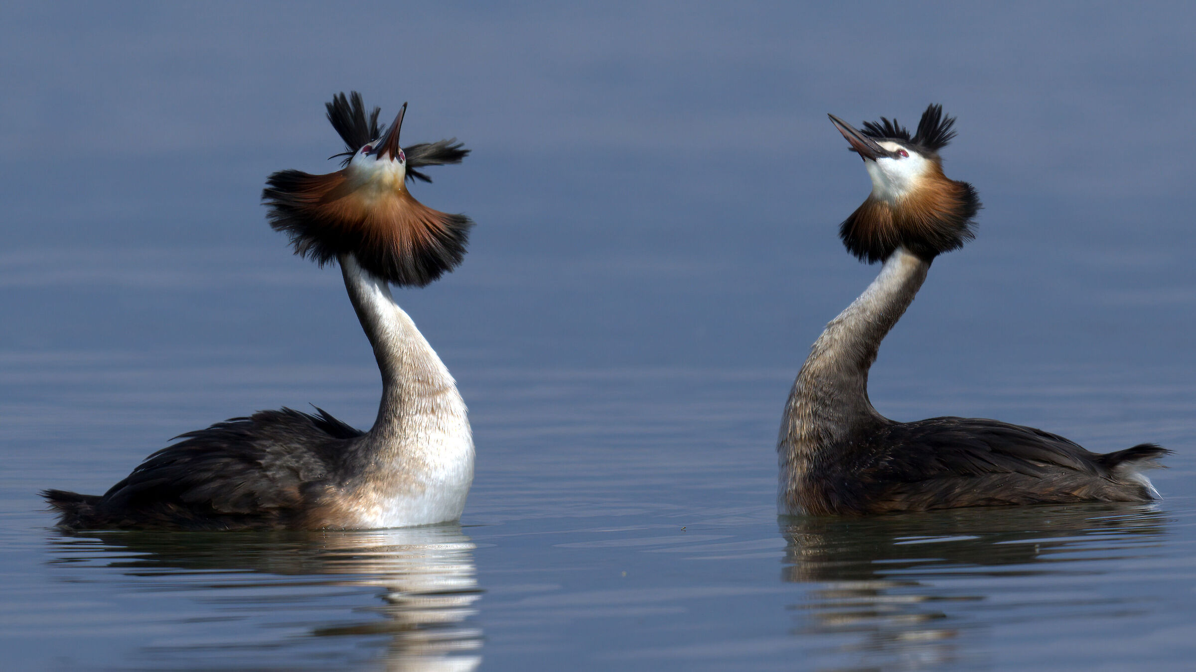 Horny grebes
