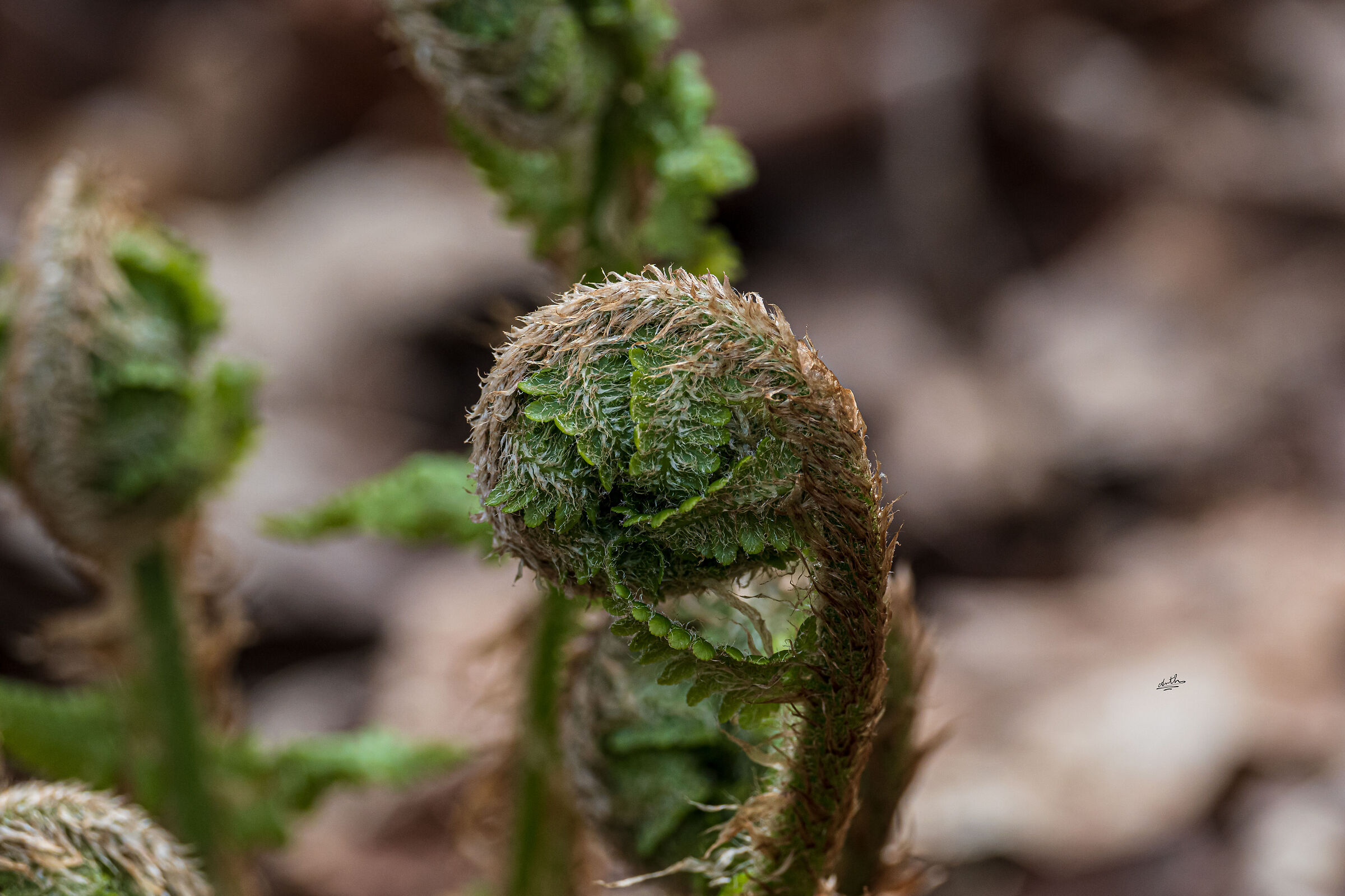 Dryopteris filix-mas