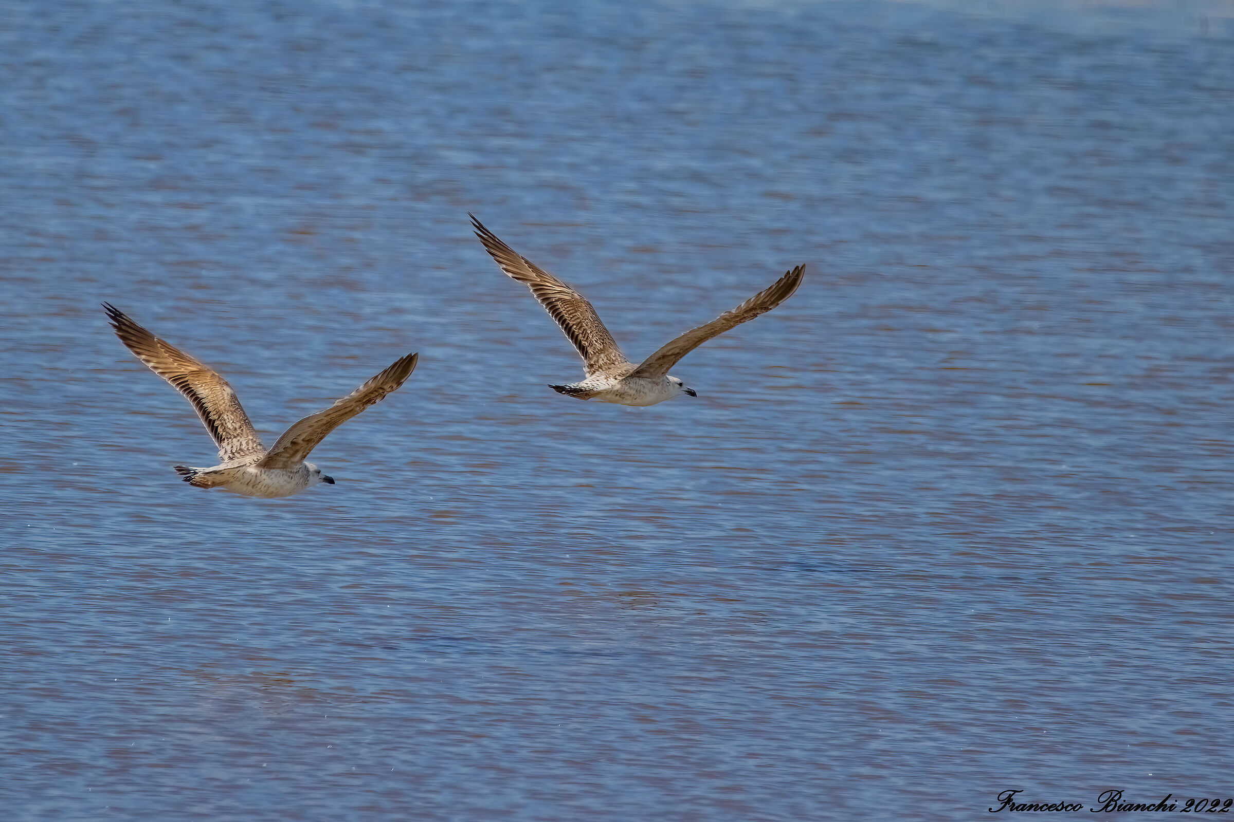 Pair of young king gulls in flight