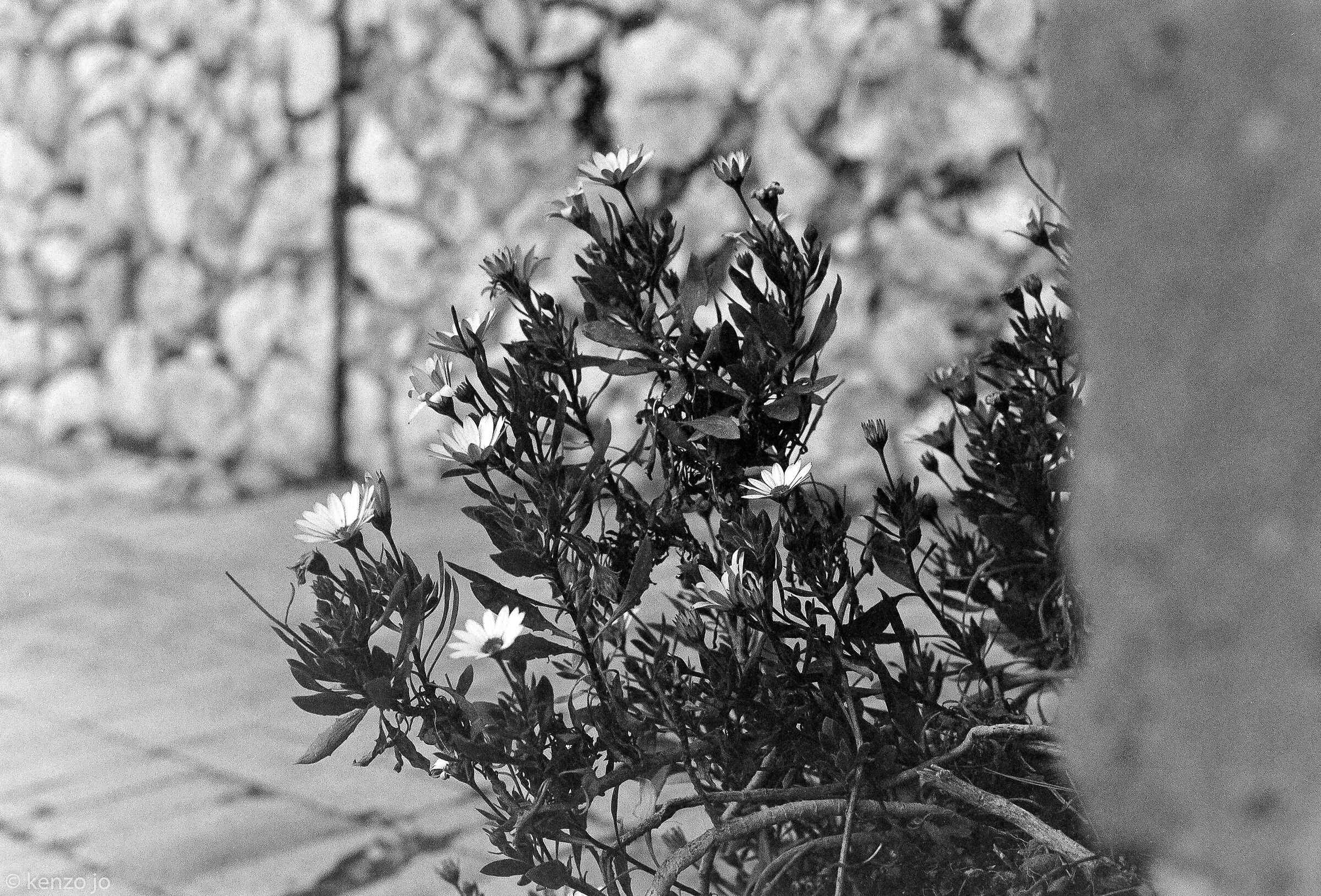 Within the walls of a thousand years ago, they bloom...