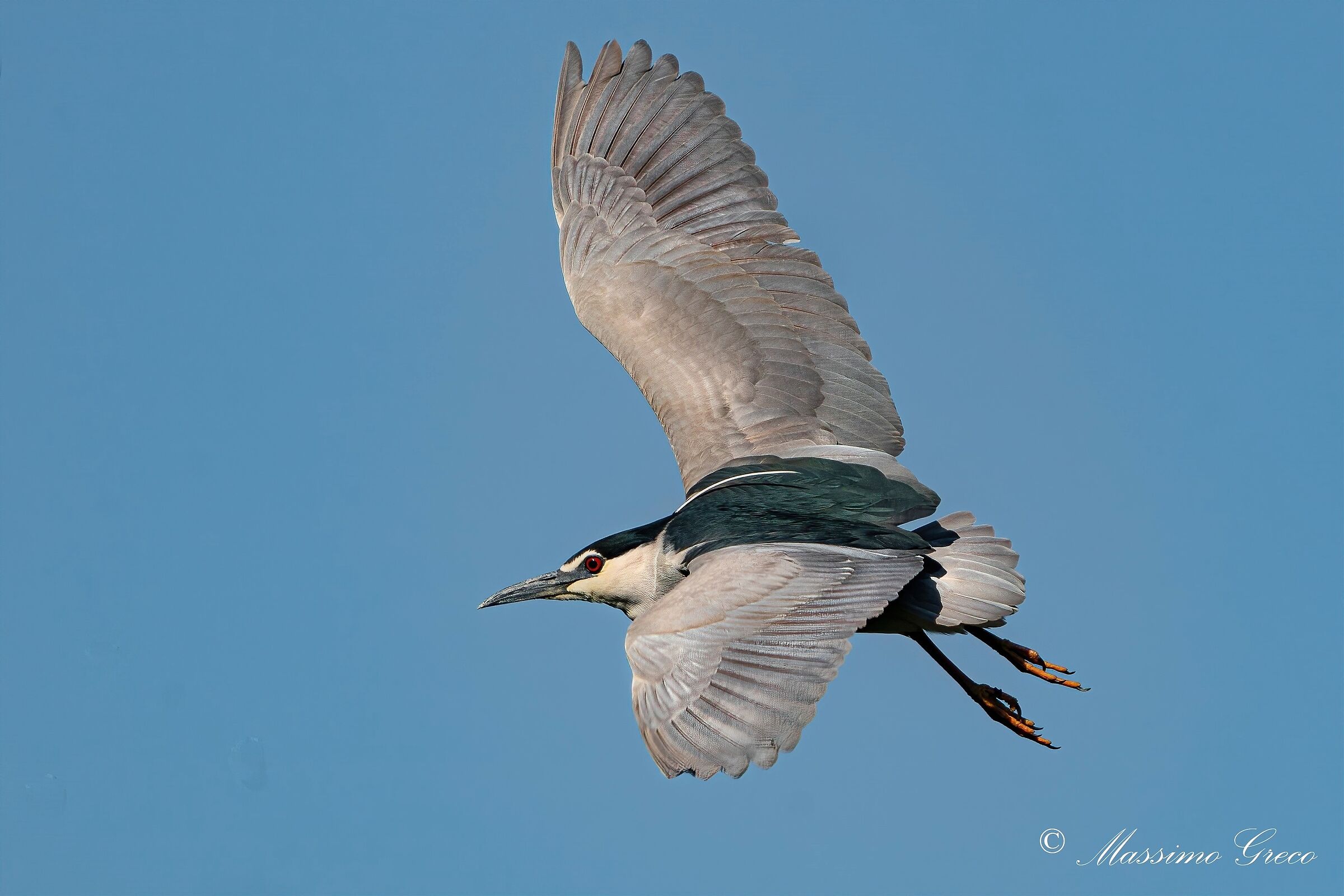 Nitticora (Nycticorax nycticorax )