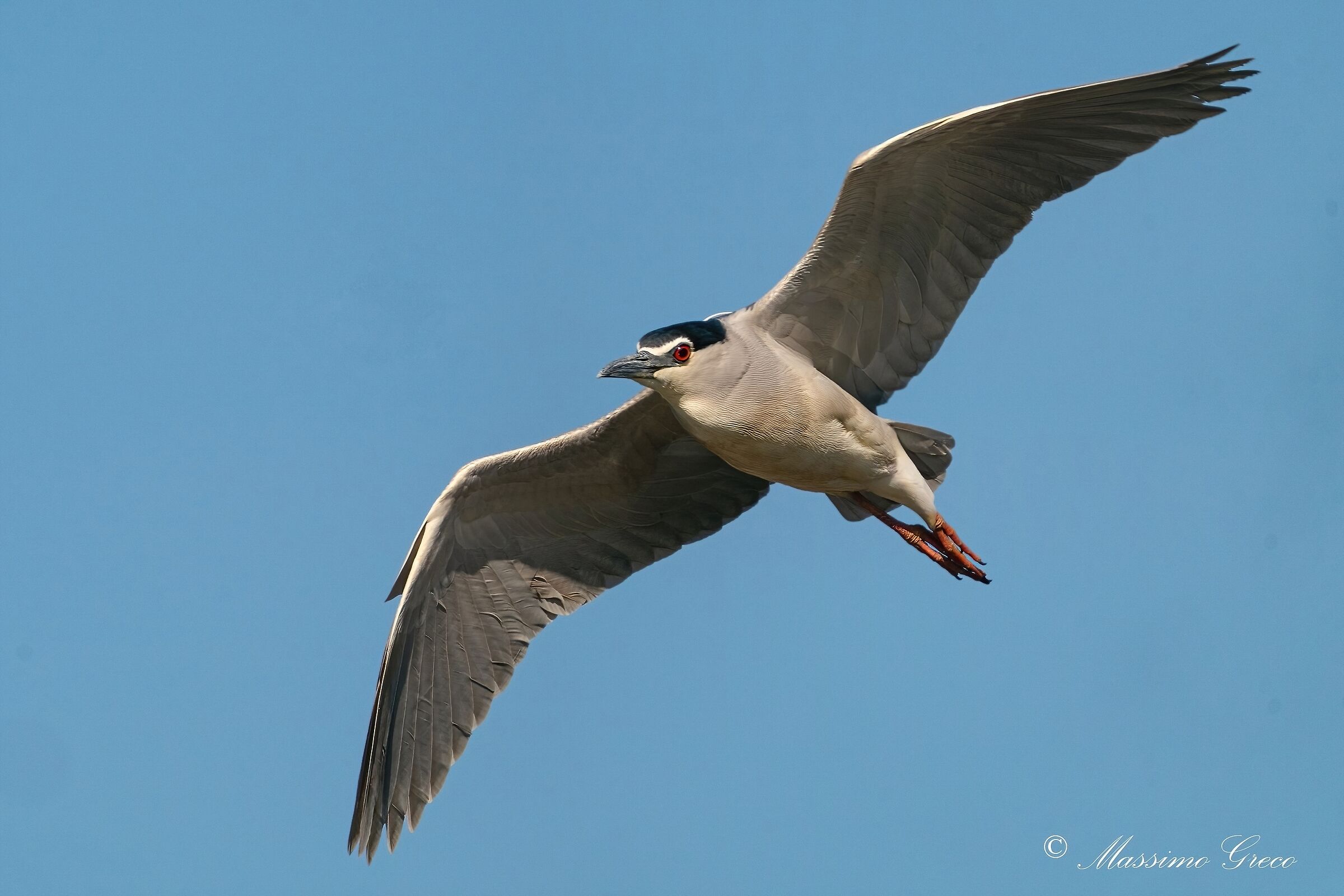 Nitticora (Nycticorax nycticorax )