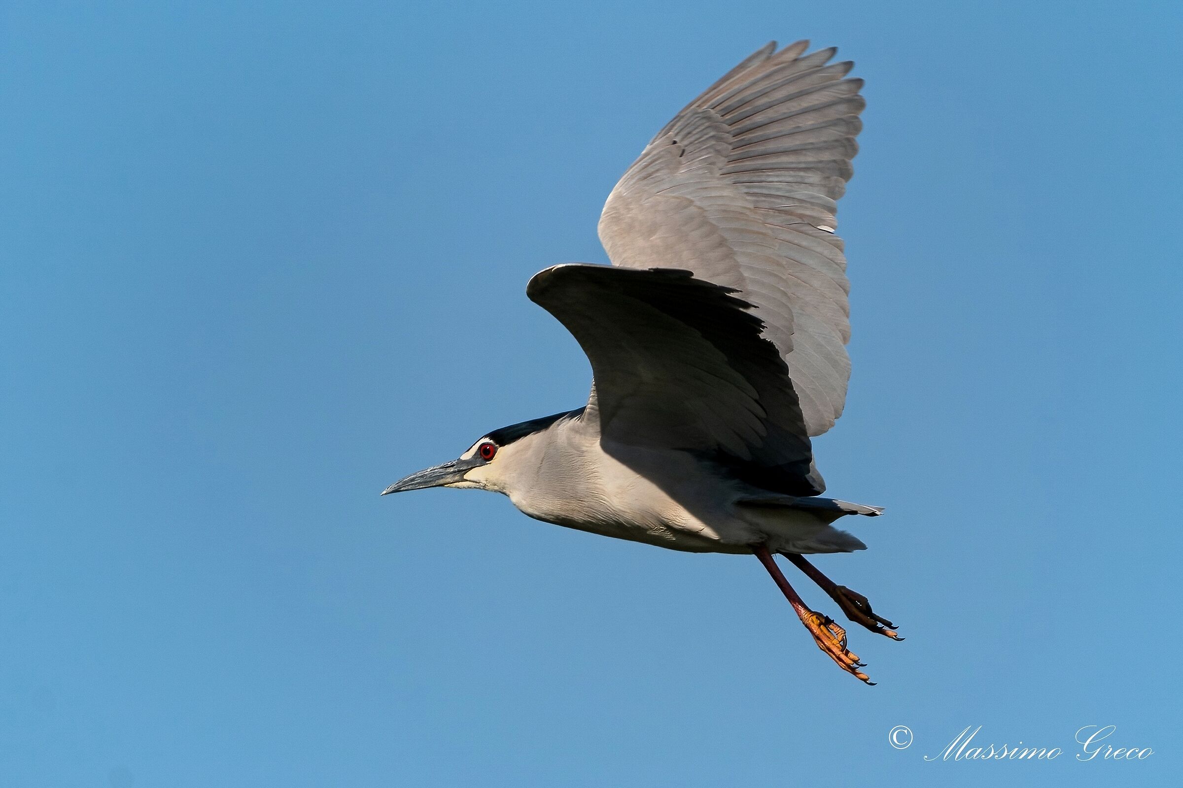 Nitticora (Nycticorax nycticorax )