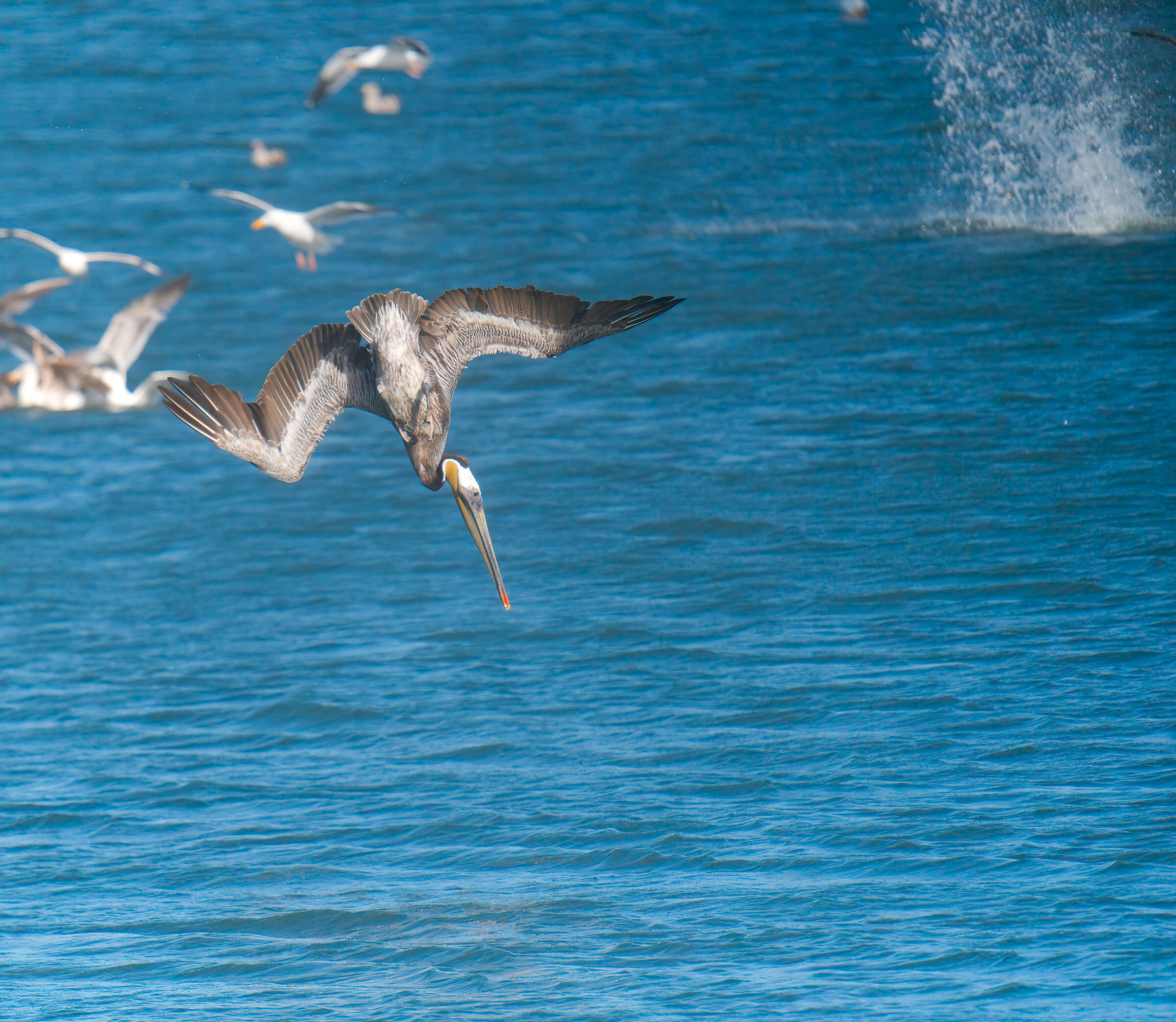 Pelican dive