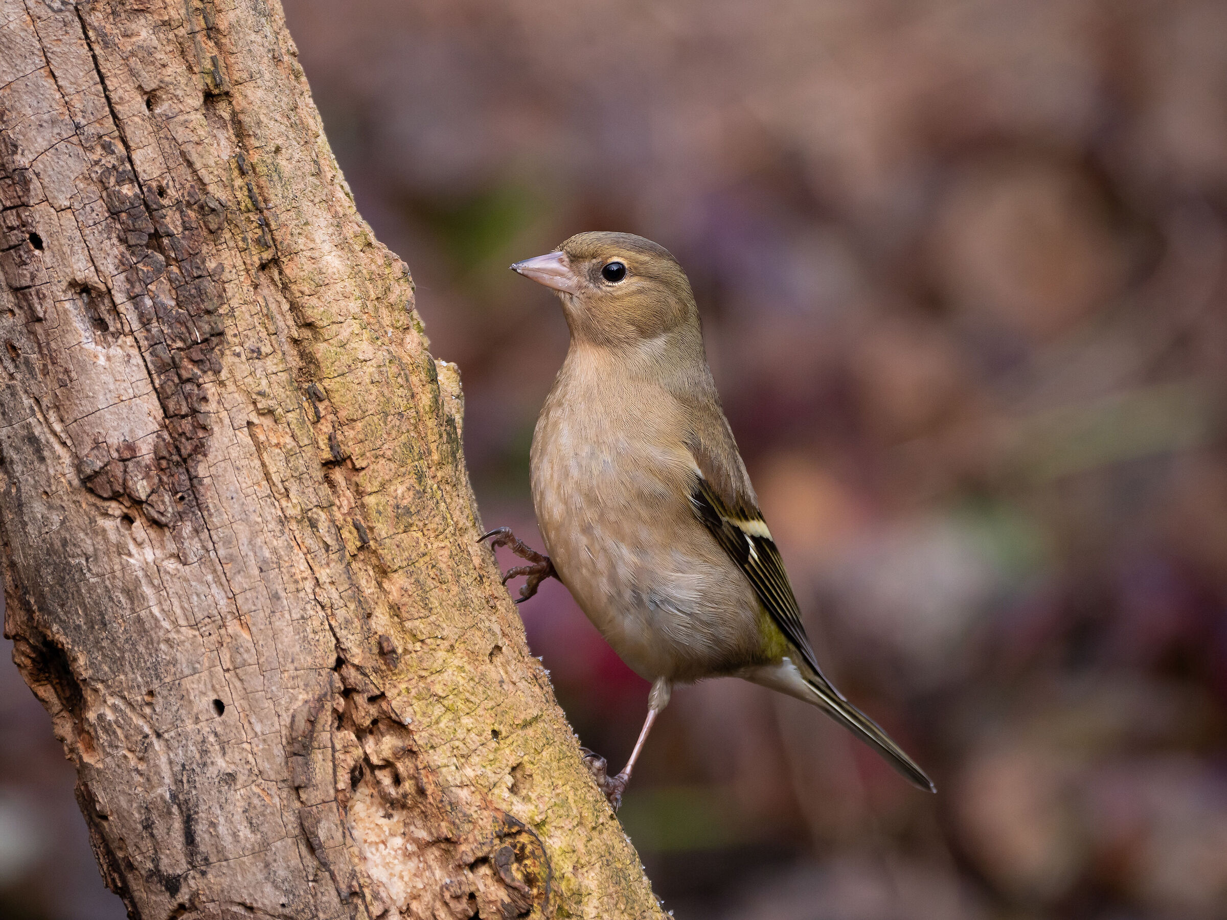 Chaffinch (female)
