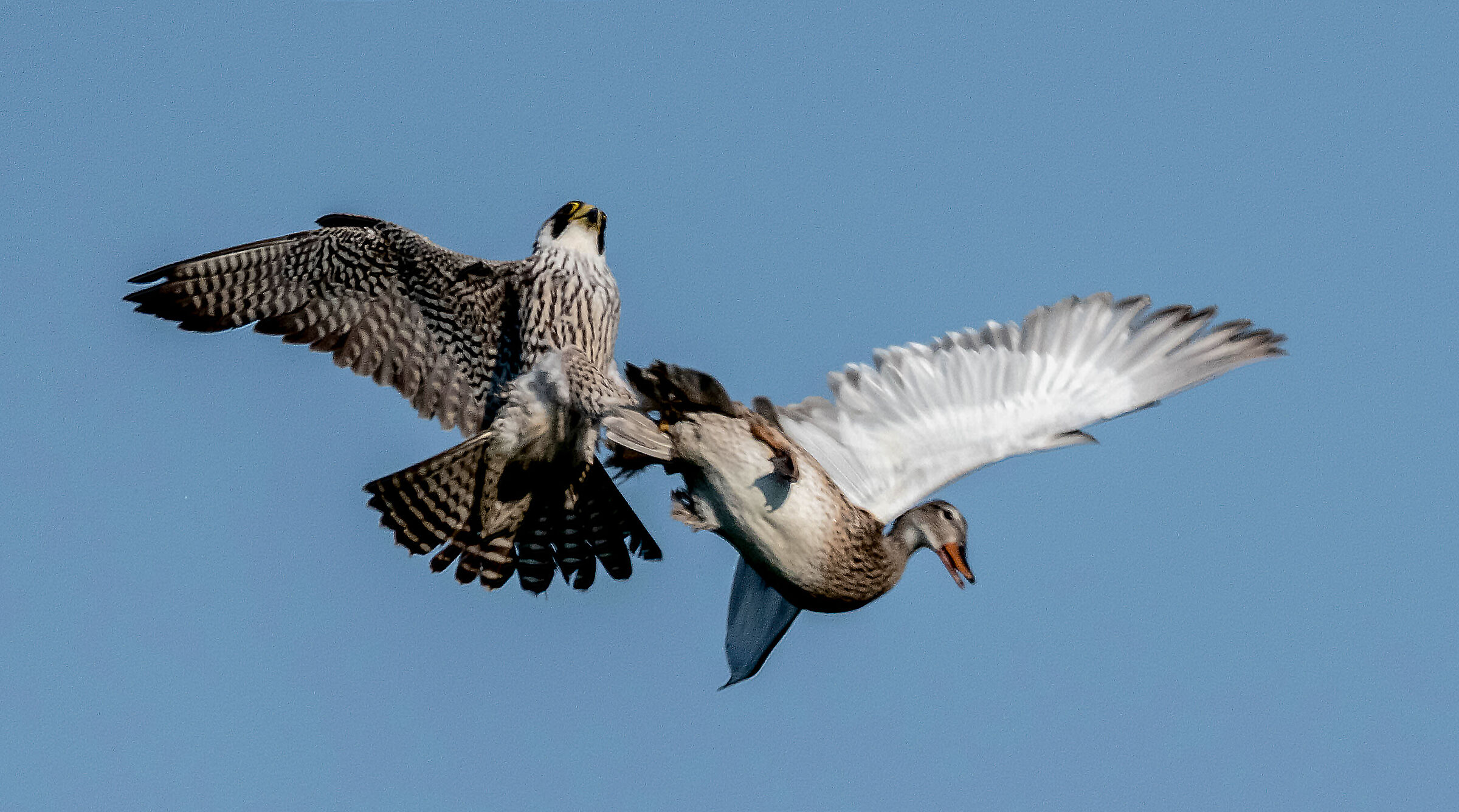 L'attacco del falco pellegrino