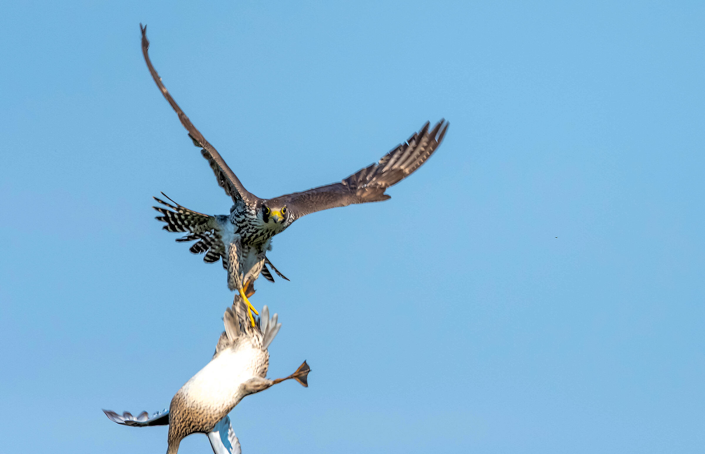 L'attacco del falco pellegrino