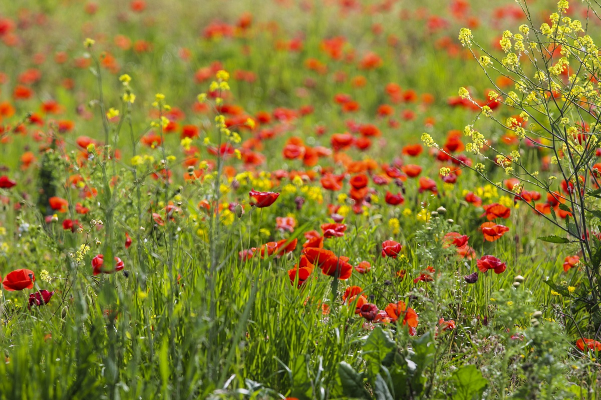 Poppy (Papaver rhoeas)