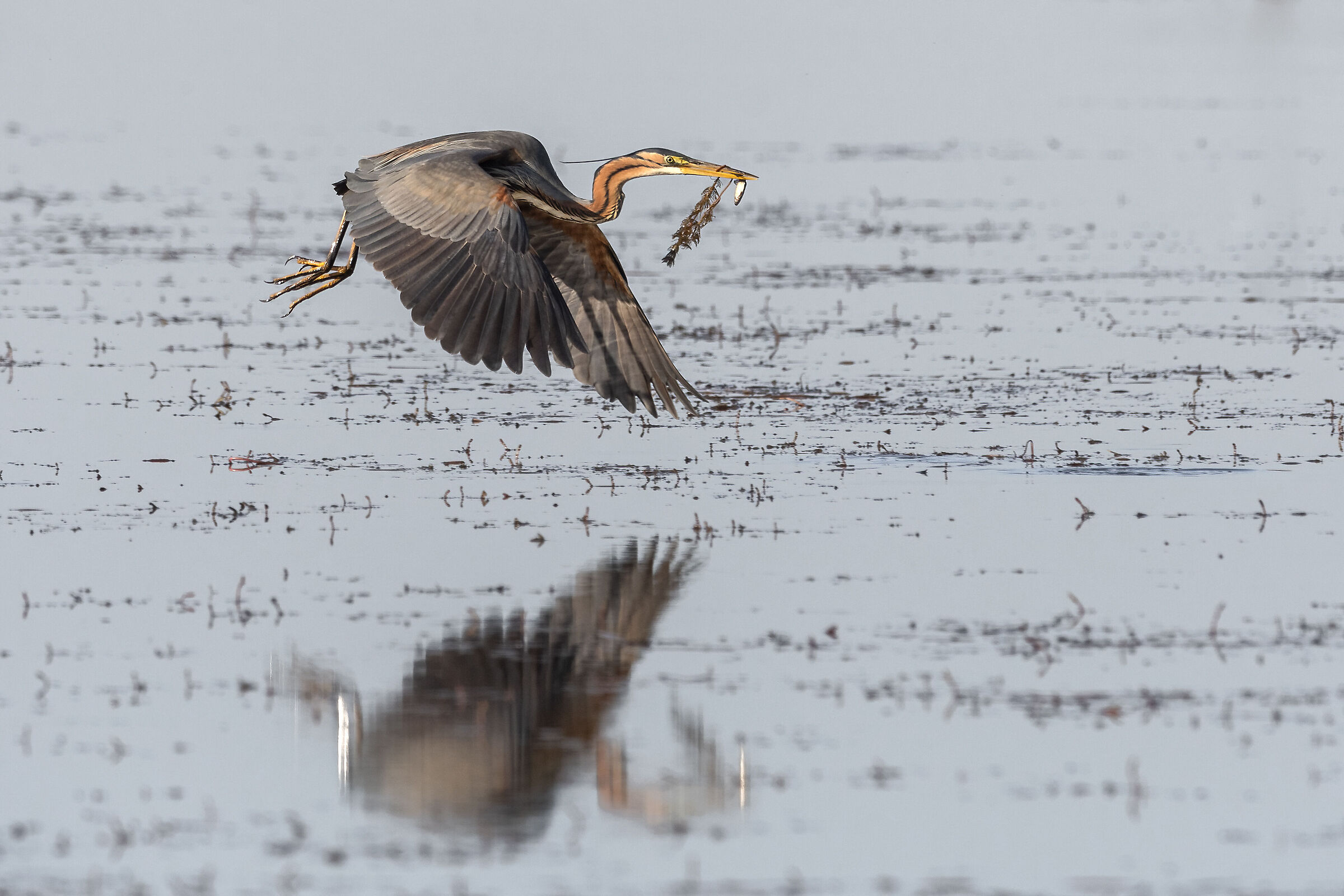 Purple heron