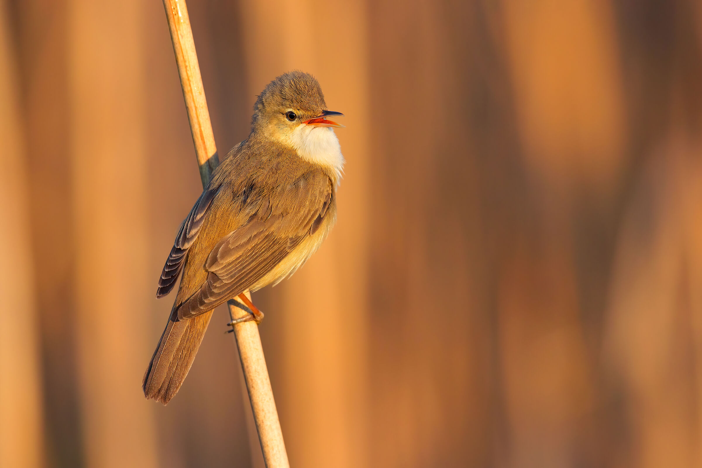 Reed warbler