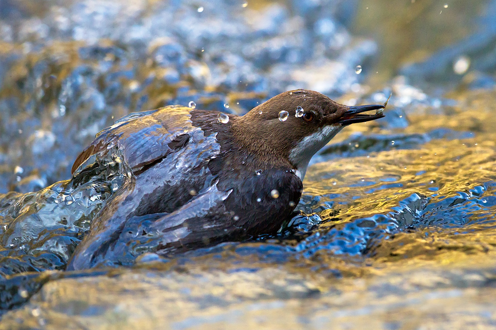 With the fish .... ...