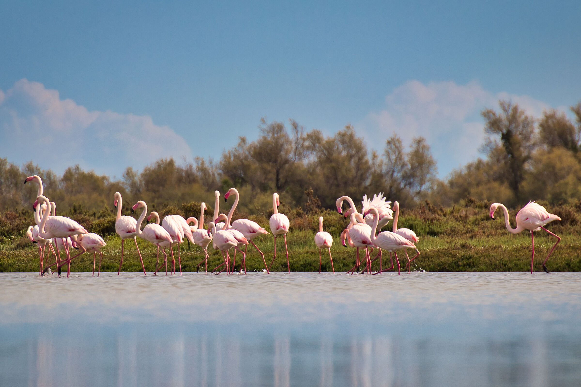 Pink Flamingos - Comacchio