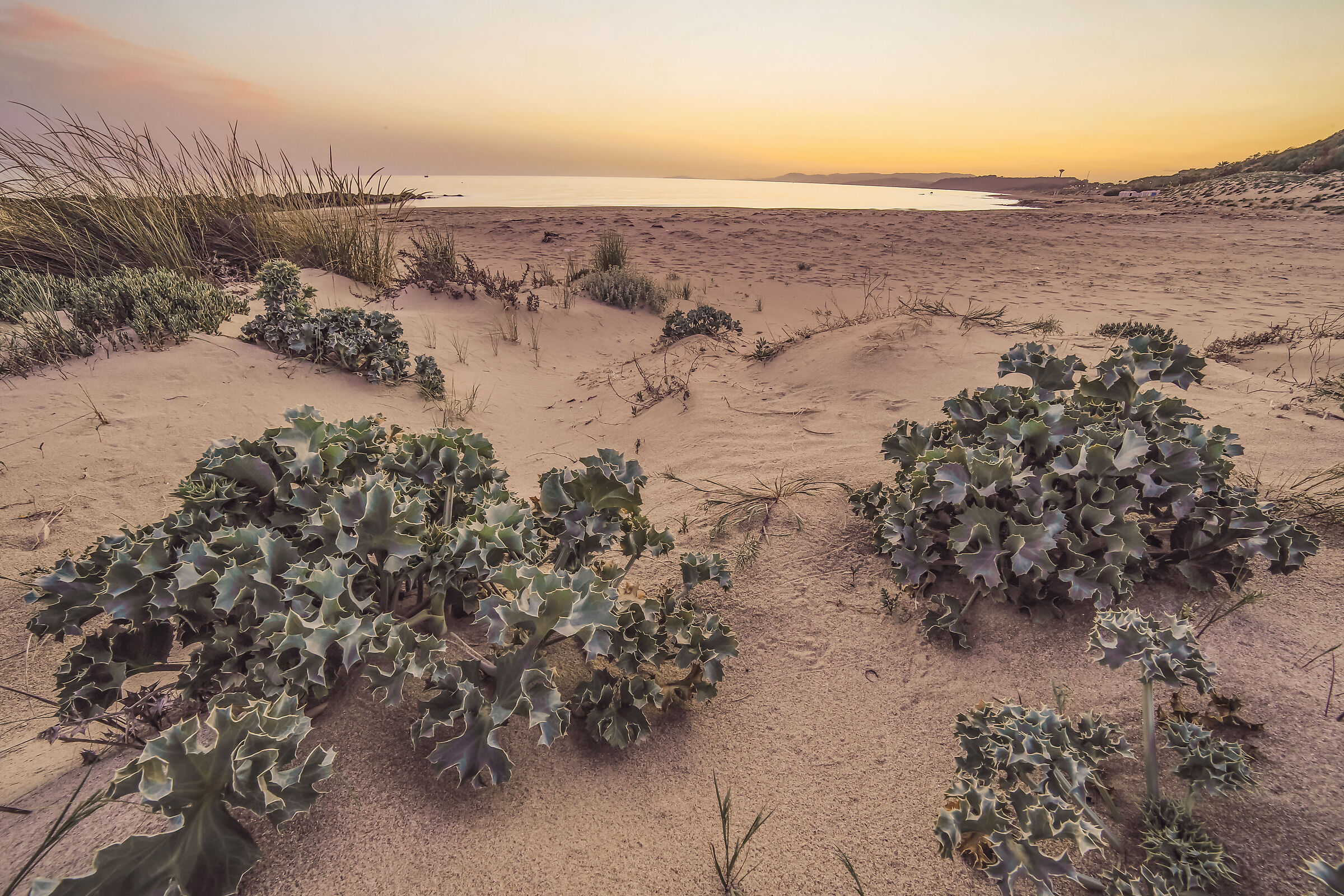 Macchia mediterranea