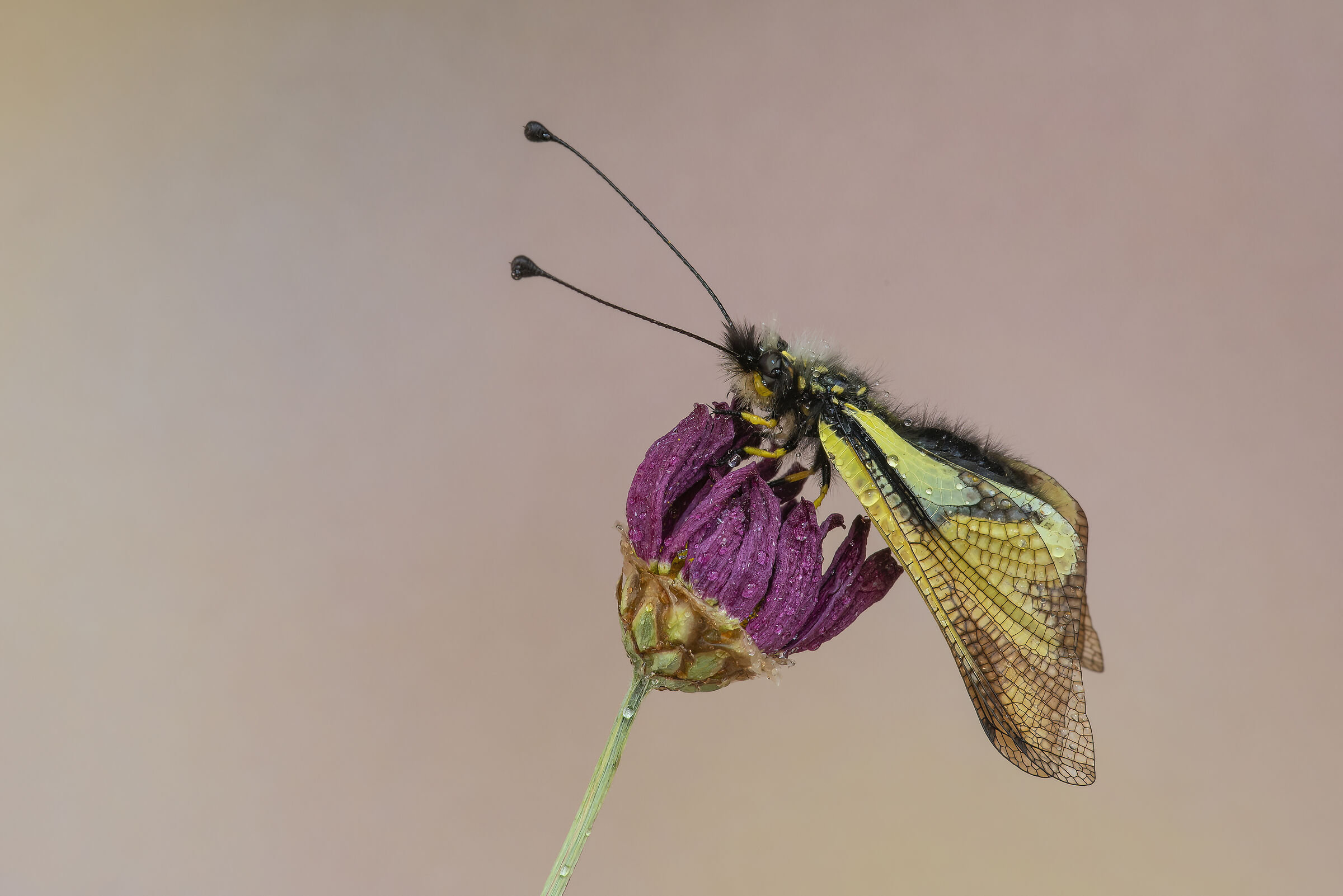 Macro