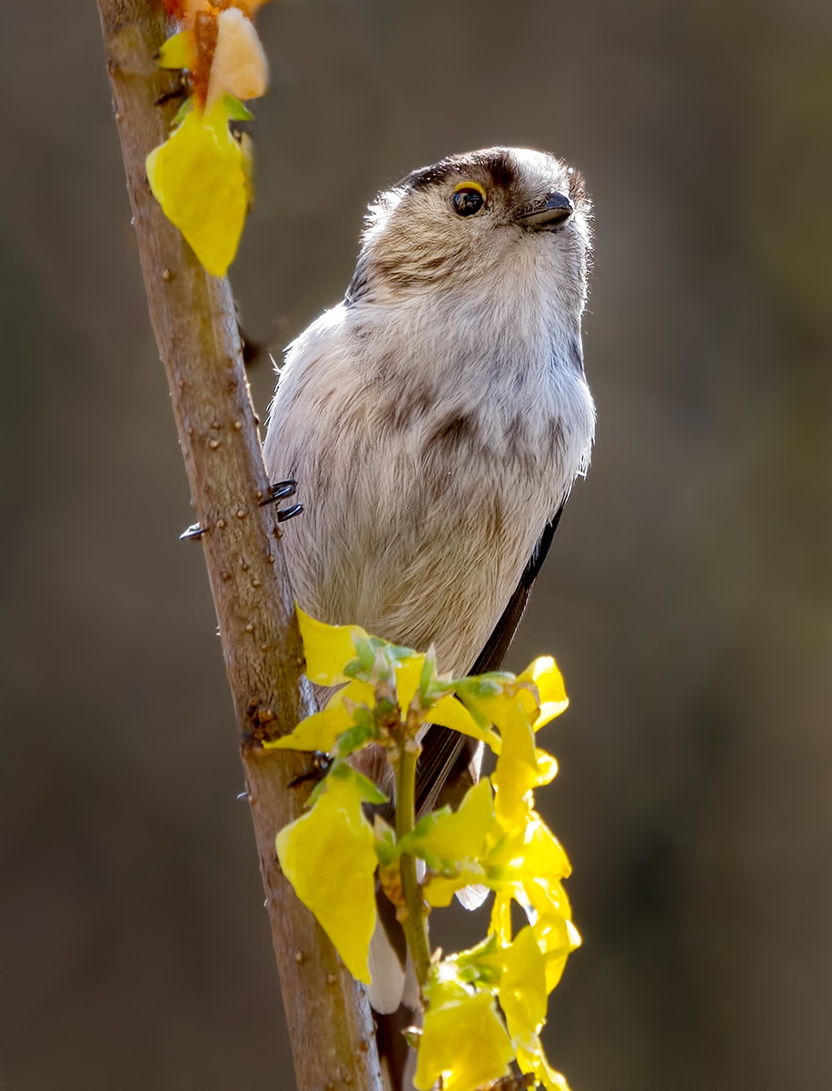 Long-tailed Tit in springtime