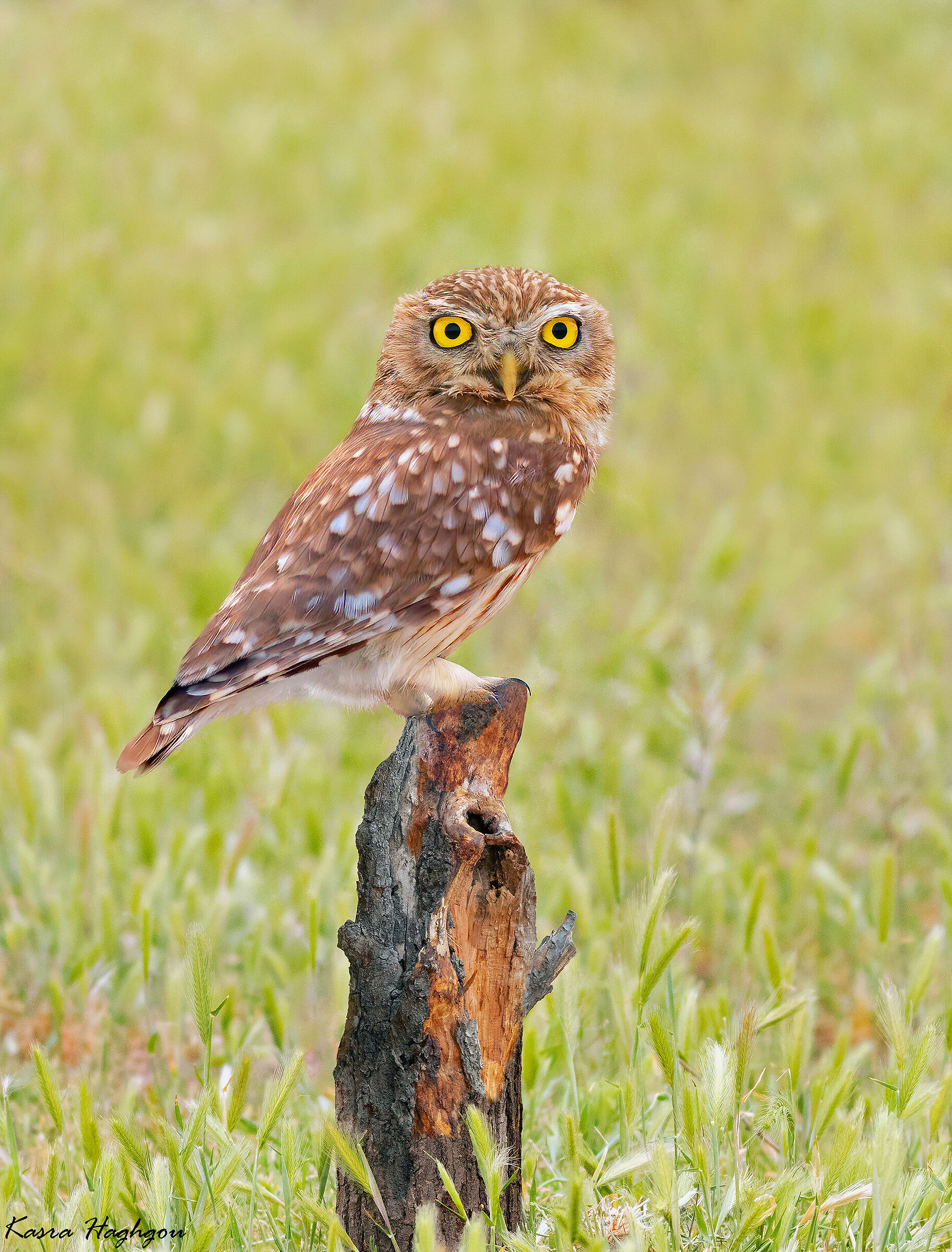 Little owl