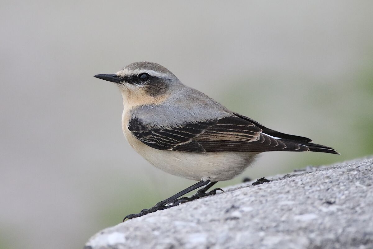 Northern wheatear