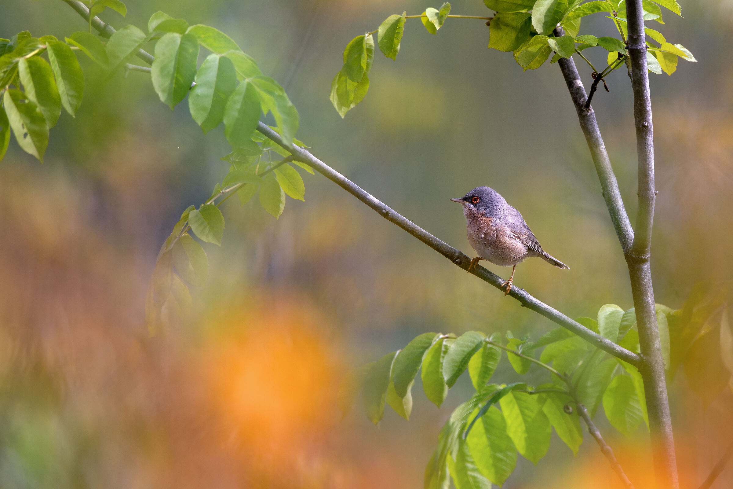 Sterpazzolina di Moltoni