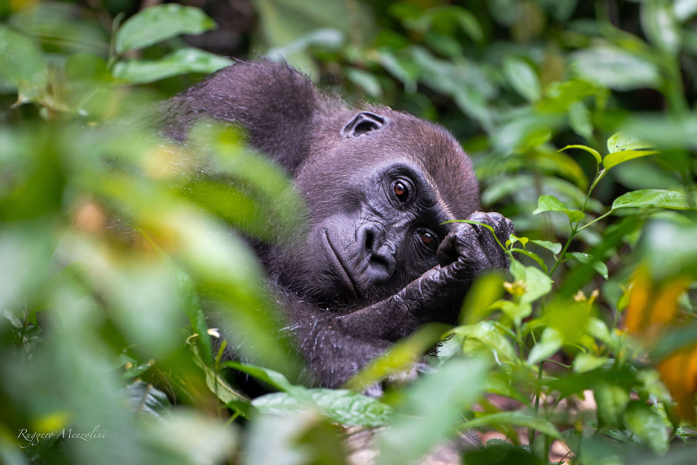 Western Lowland Gorilla