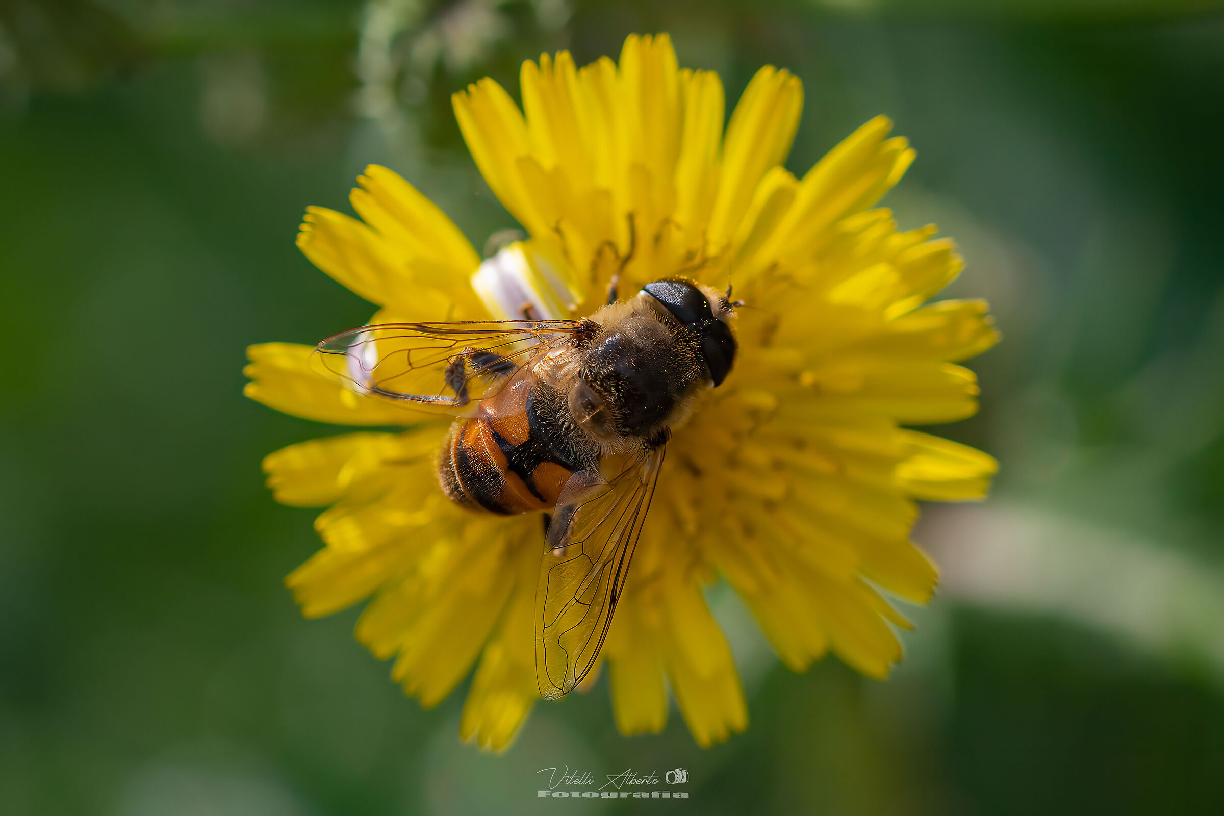 Spring shots