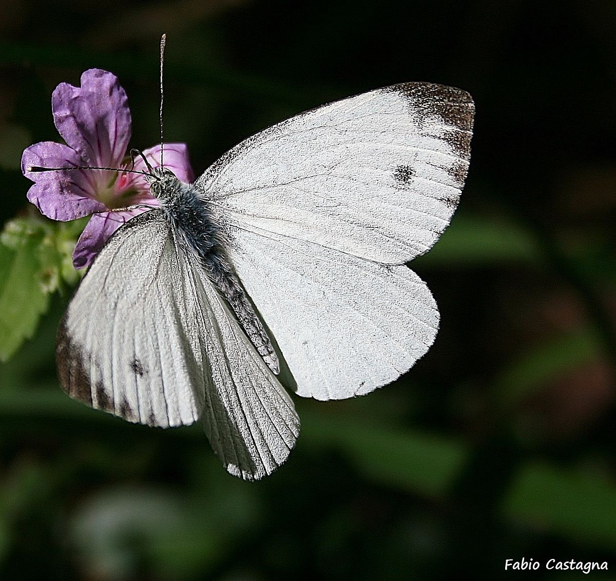 White butterfly