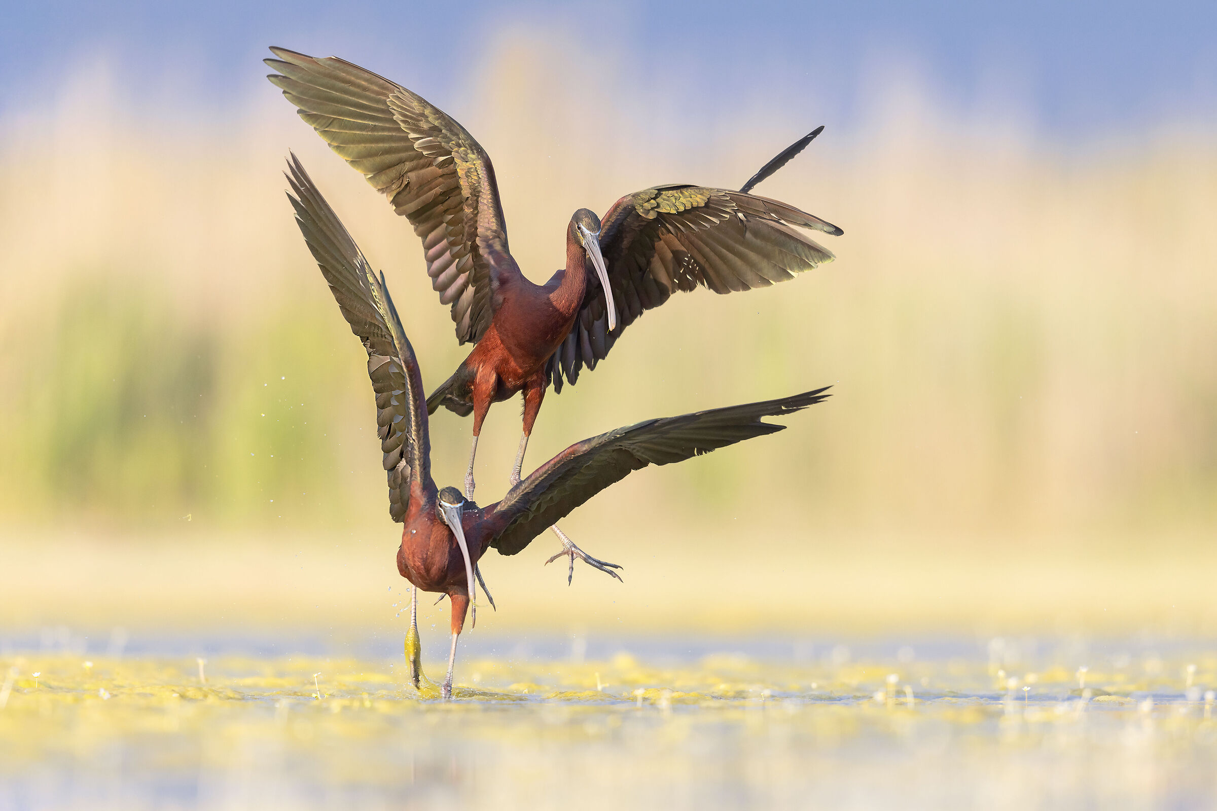 Viè here... that I do not make you gnente...