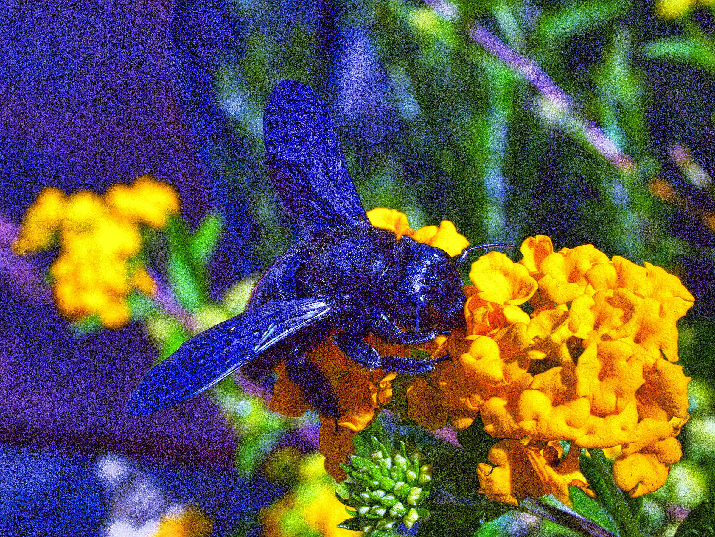 Ape legnaiola al lavoro