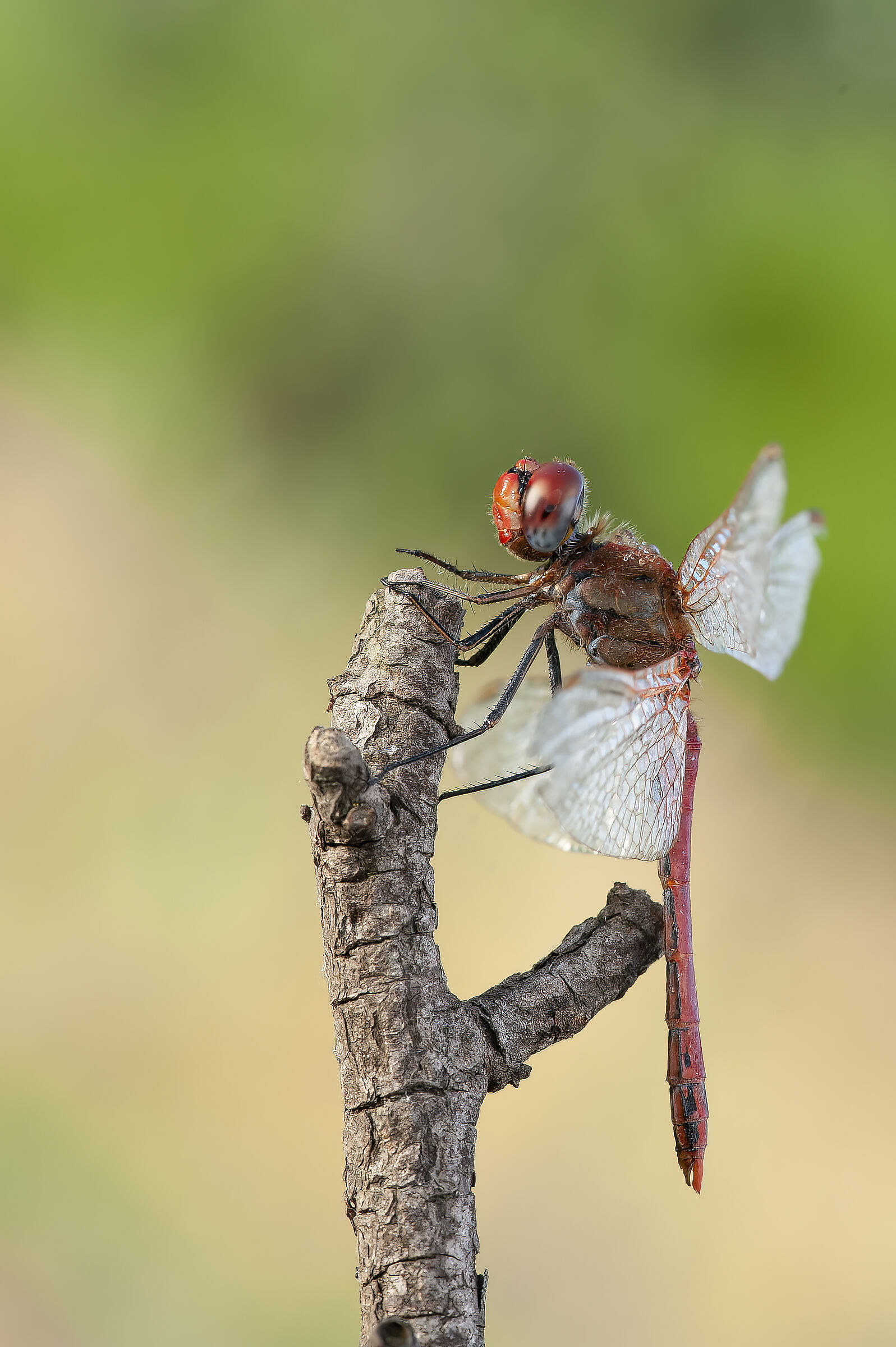 Dragonfly