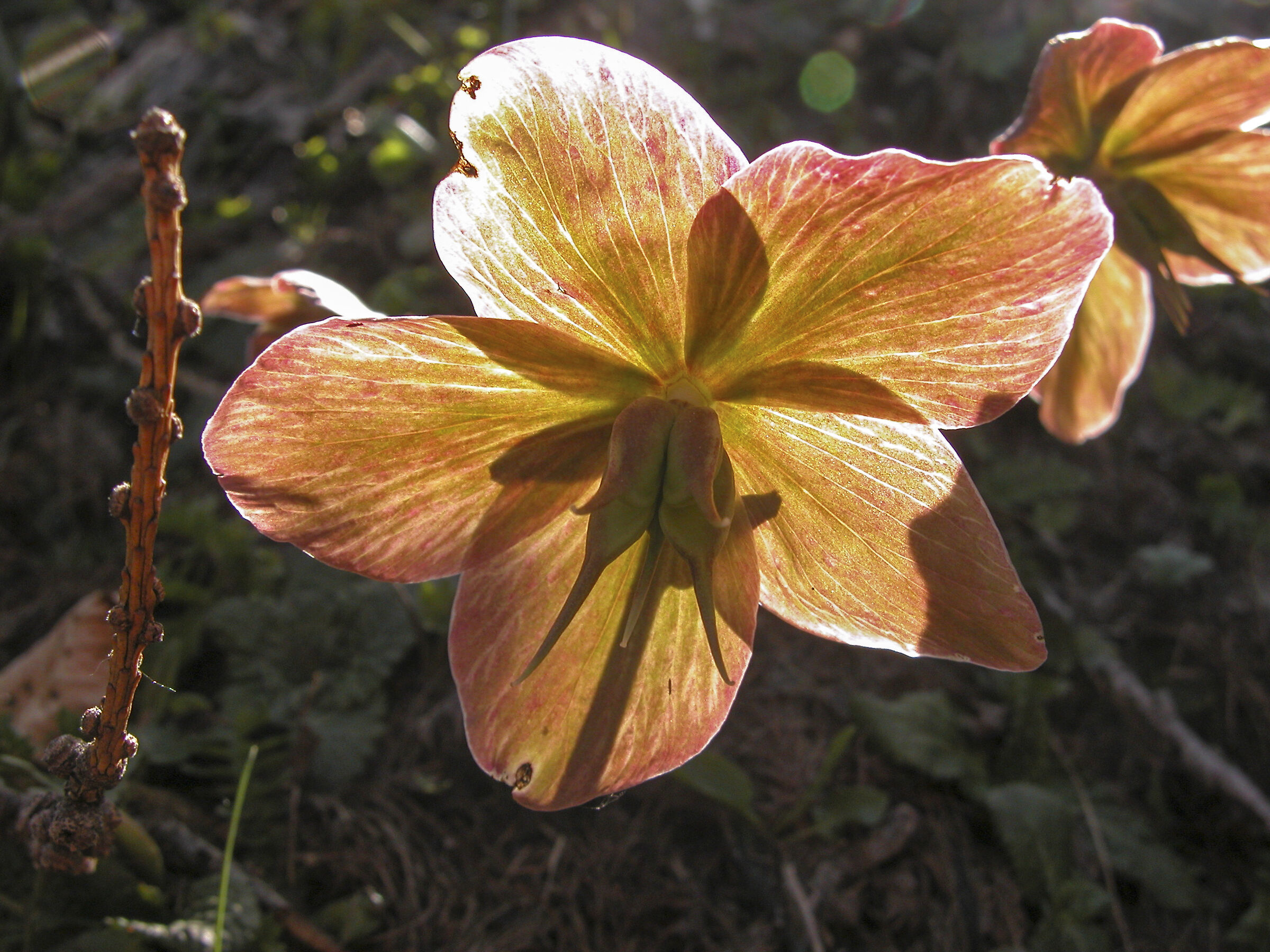 Walking in the woods