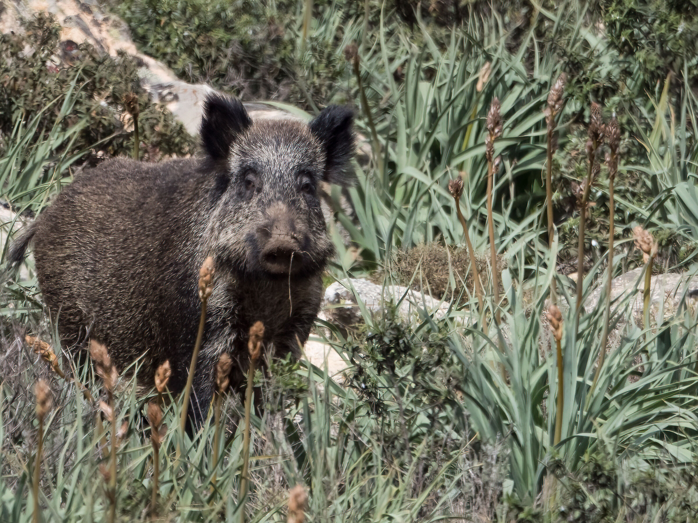 Cinghiale sardo