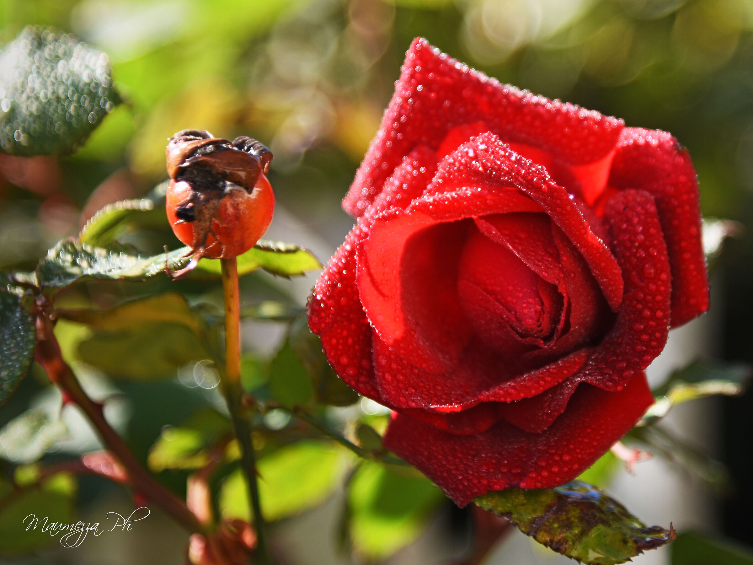 Rosa di casa