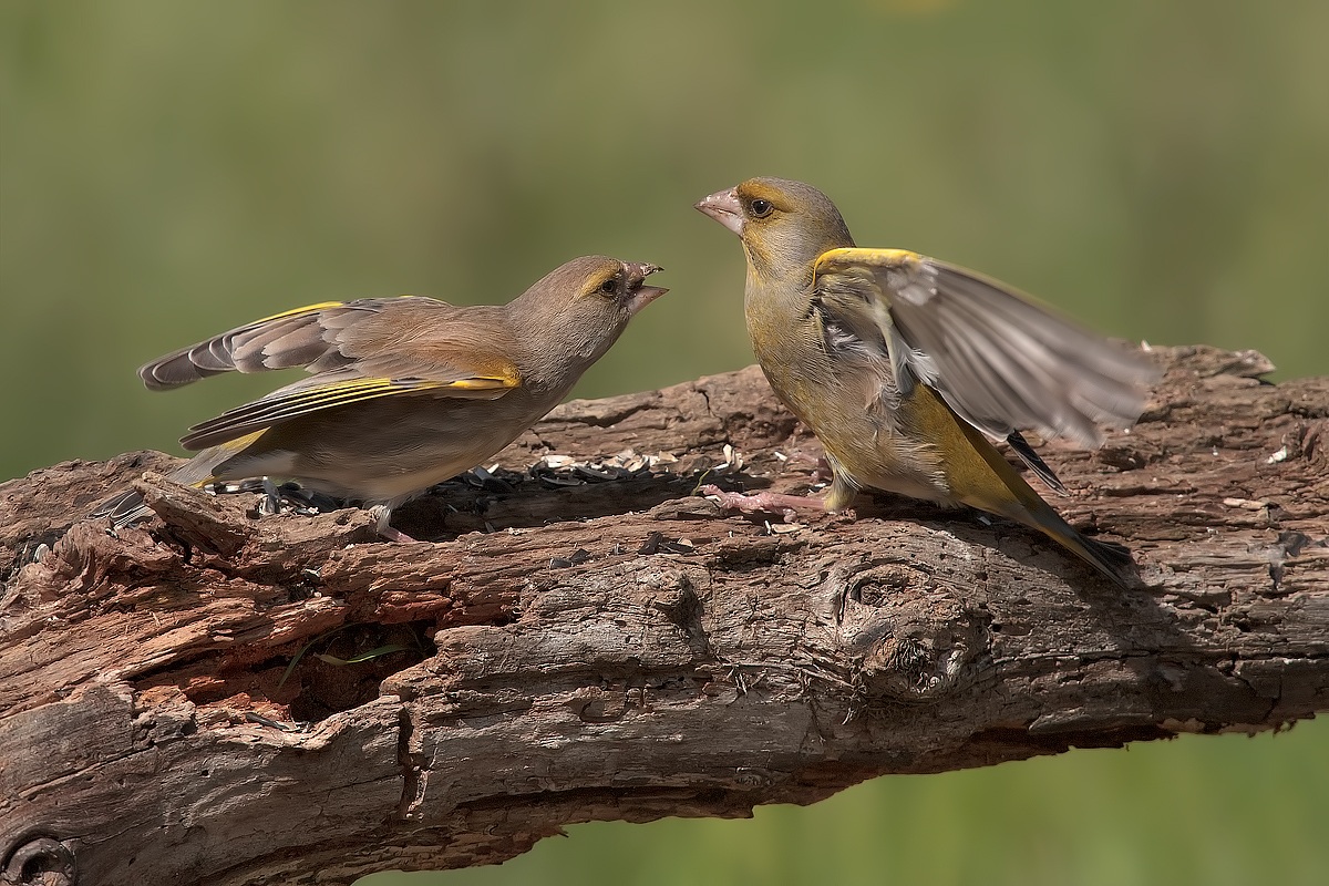 Disputes between Verdoni