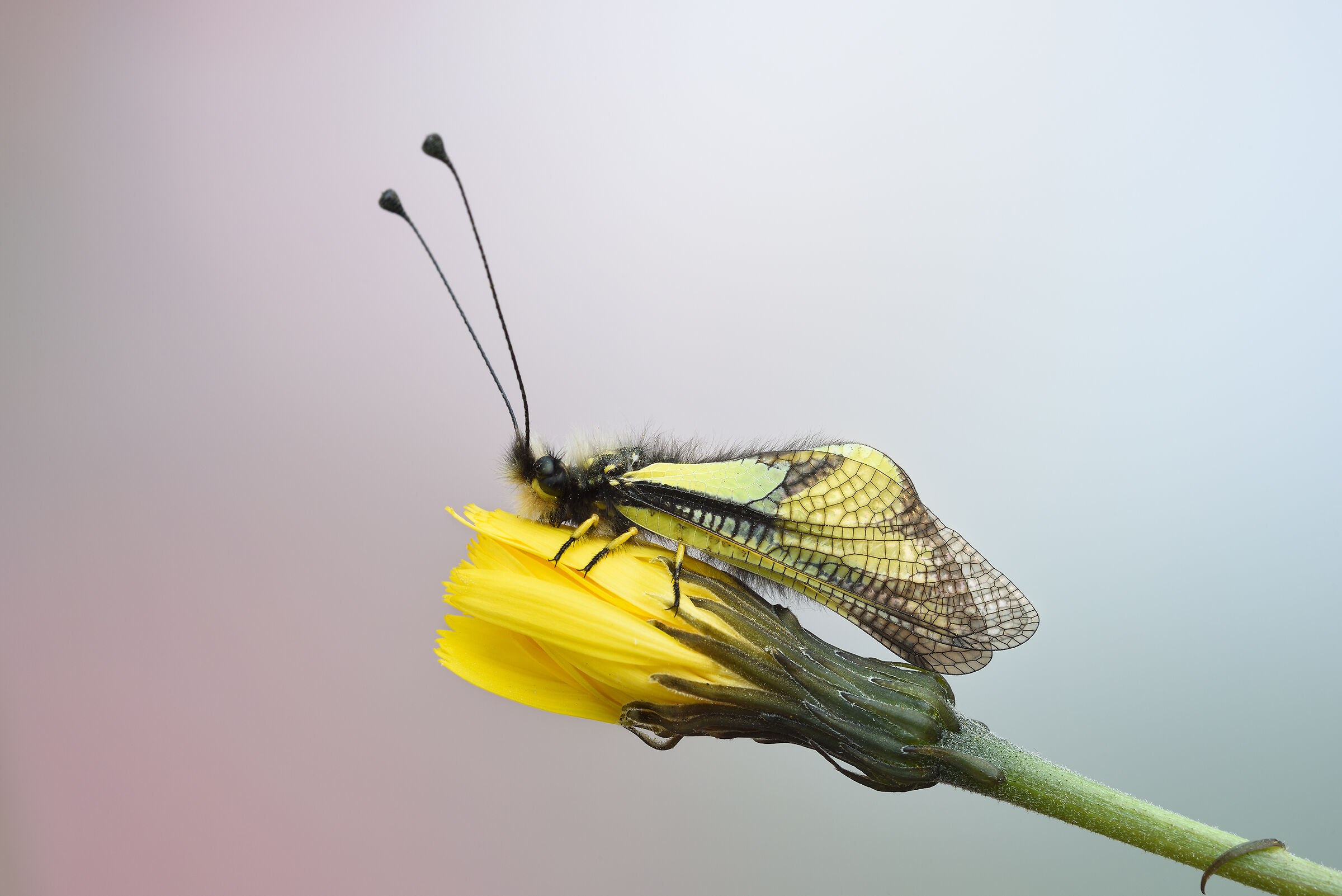 libelloides