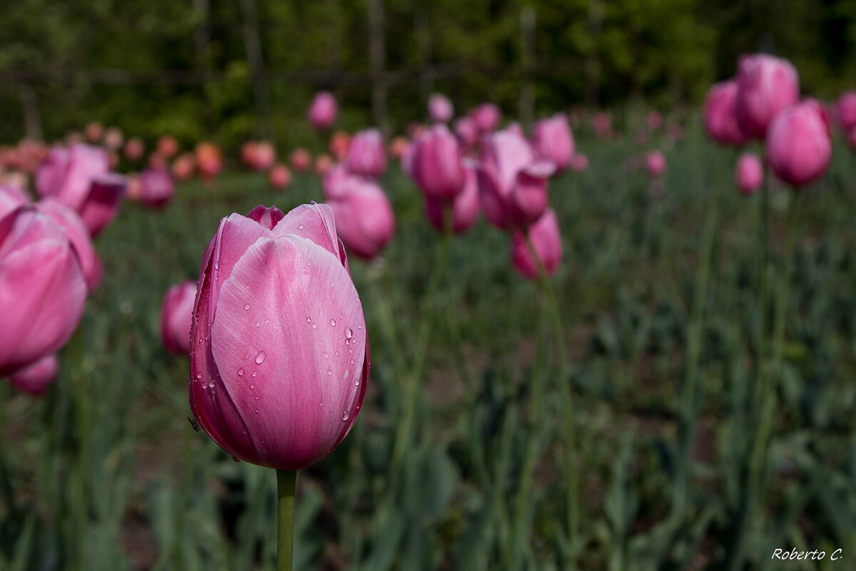 Tulip 1
