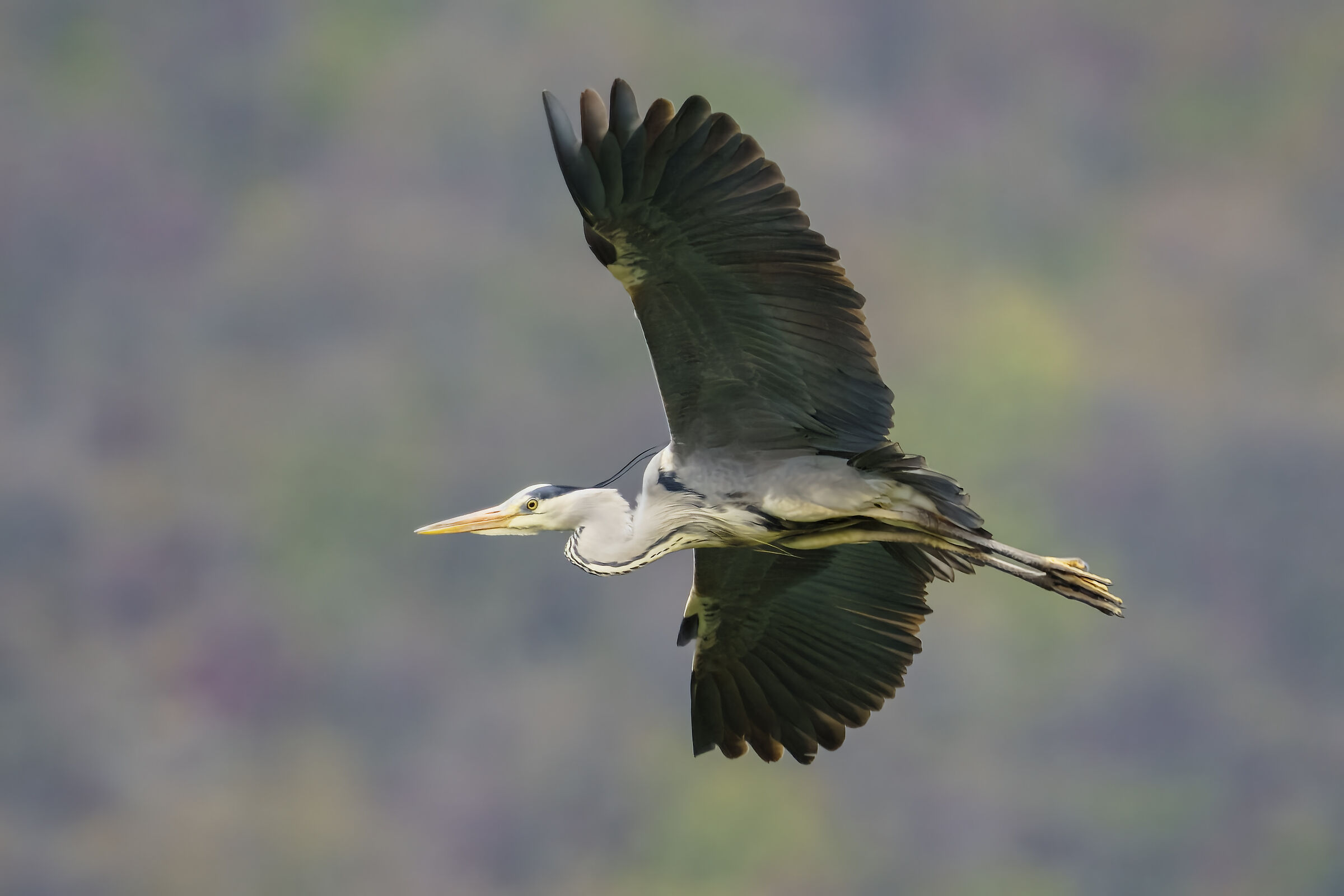 Airone cenerino in volo