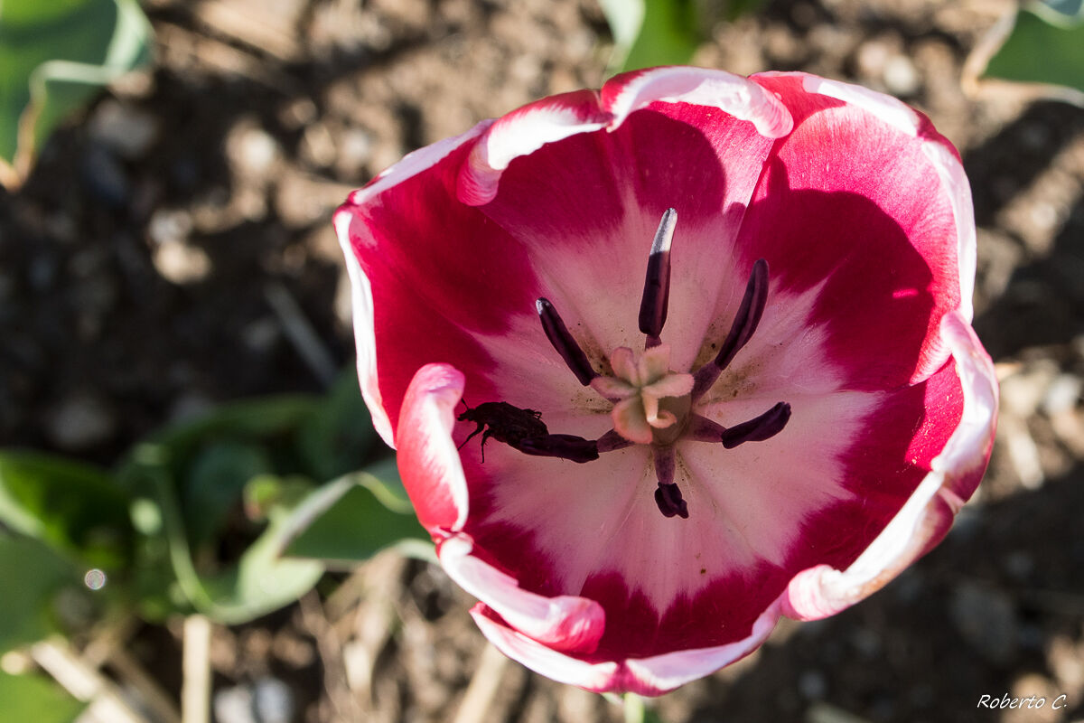Tulip 4