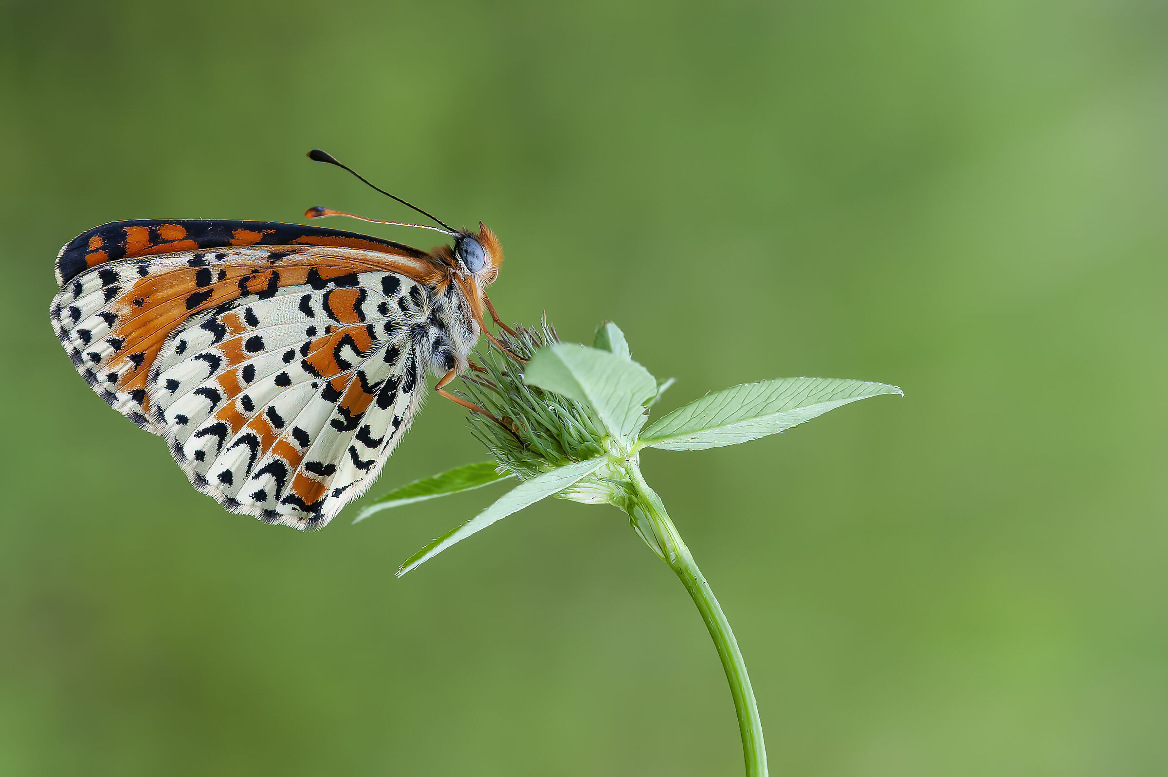 Butterfly the